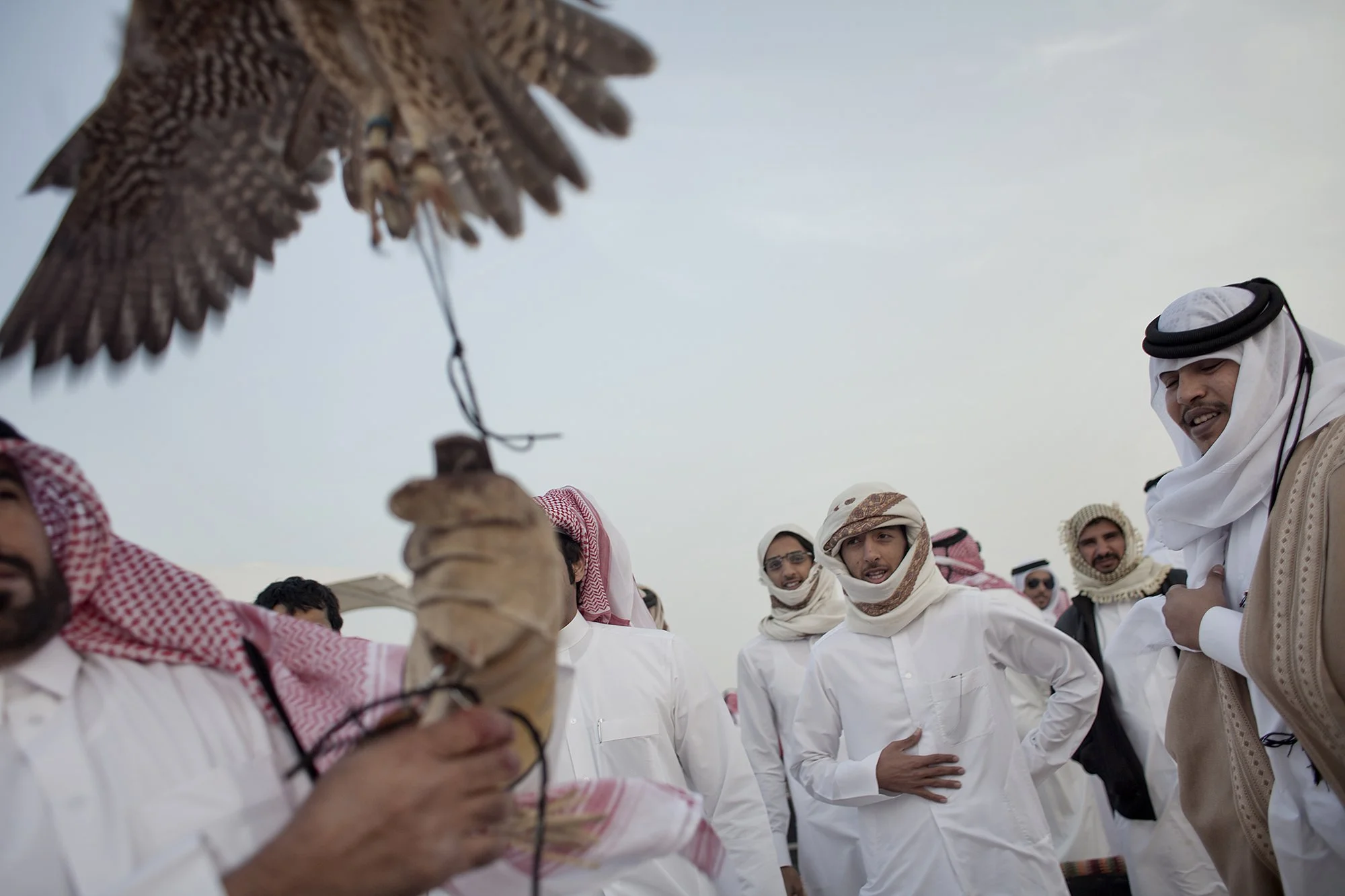 Falconry in Qatar, 2012