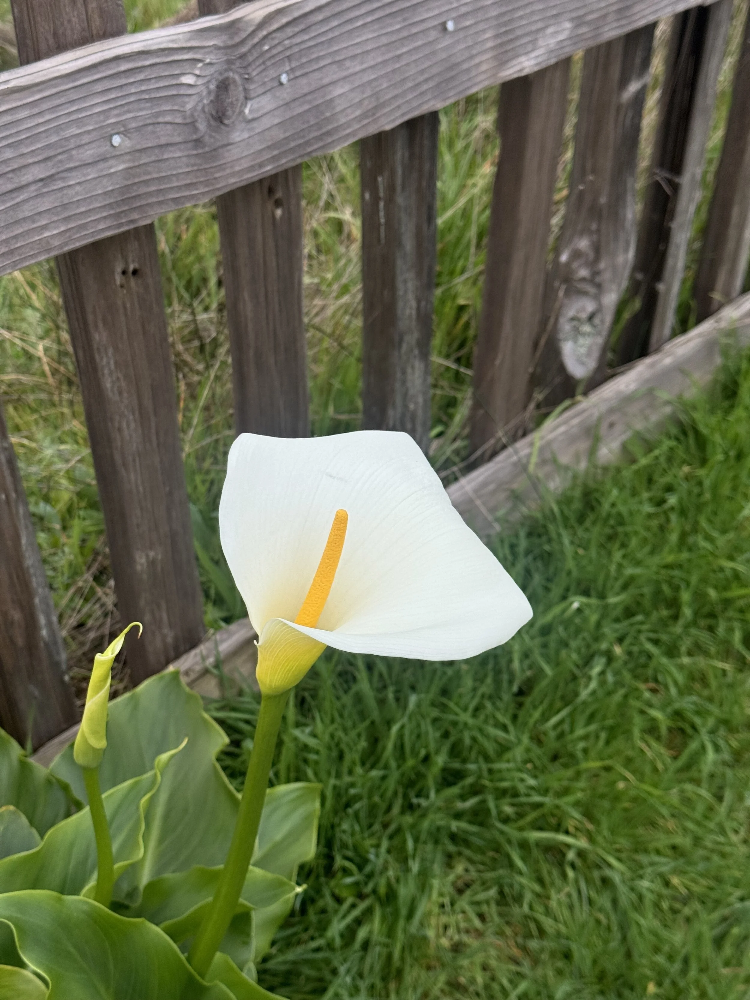 IMG_5748.jpeg
