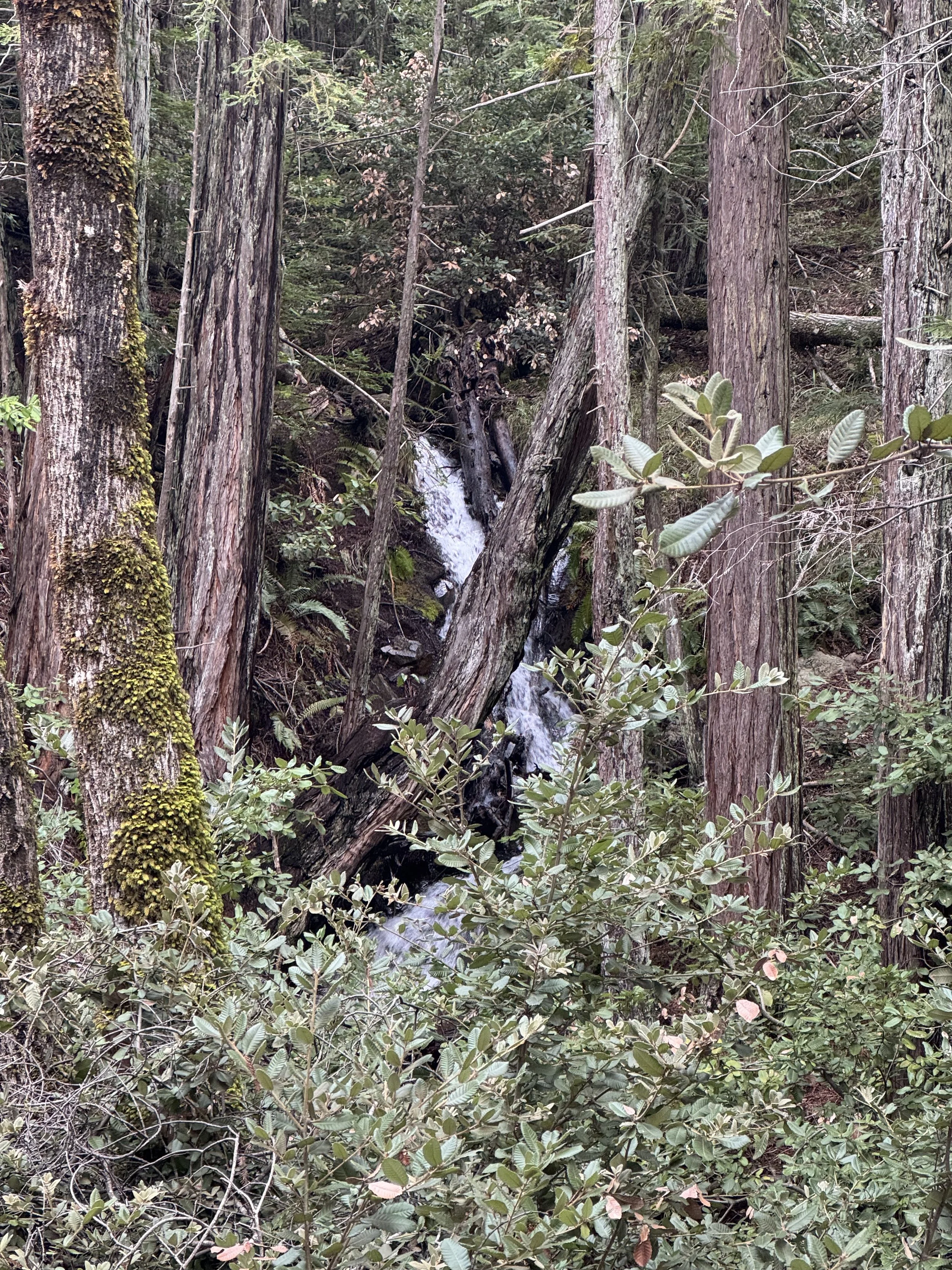 IMG_4135.jpeg