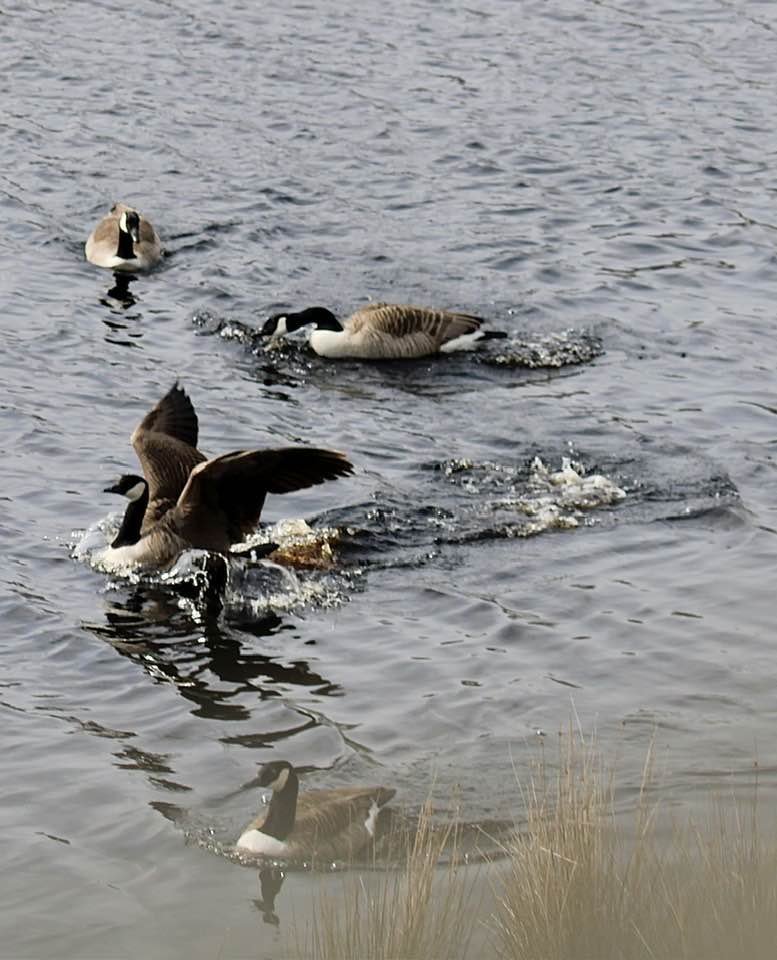 Geese on the canal - Elaine Byram