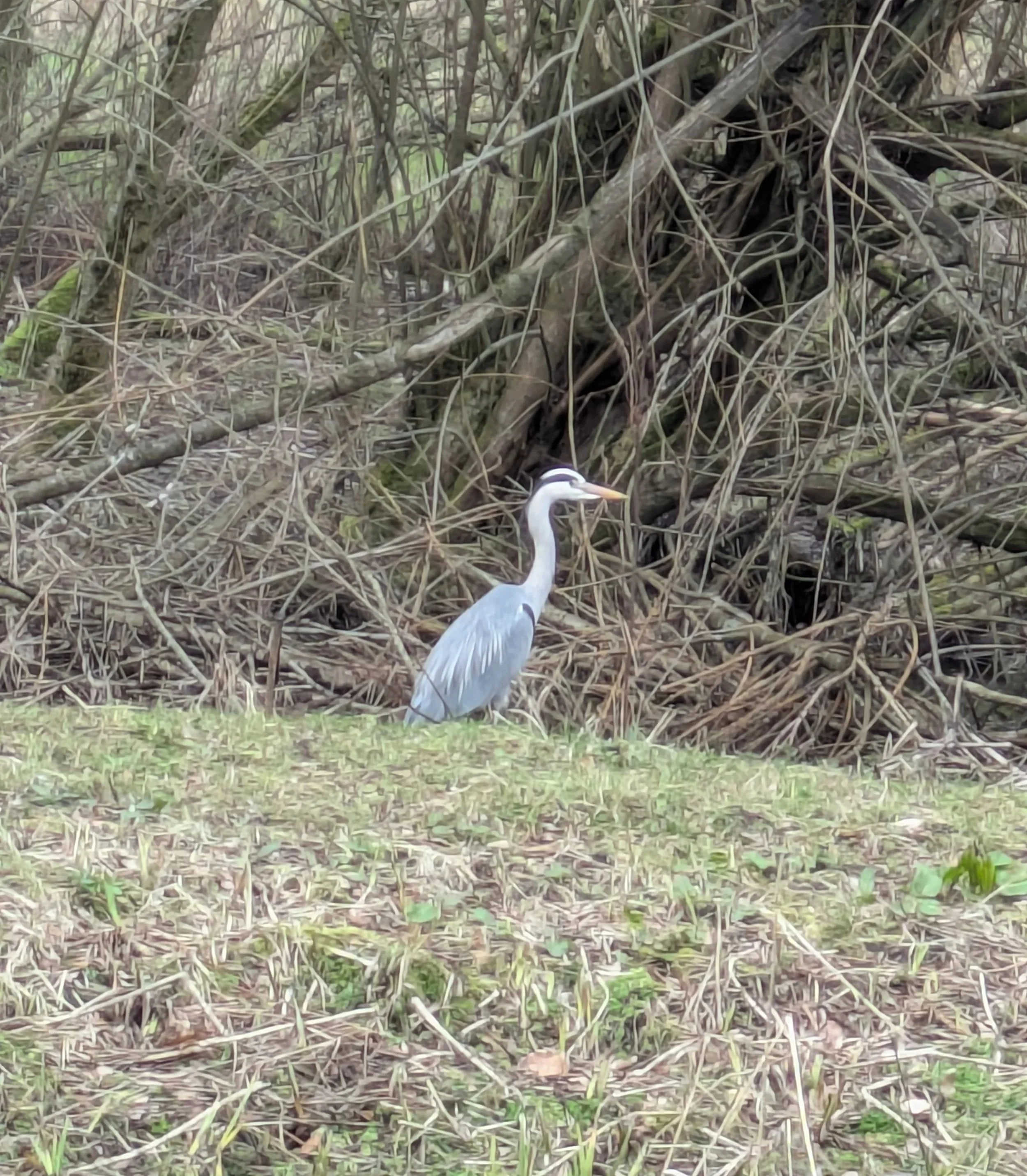 A Marsden heron - Sue Haworth
