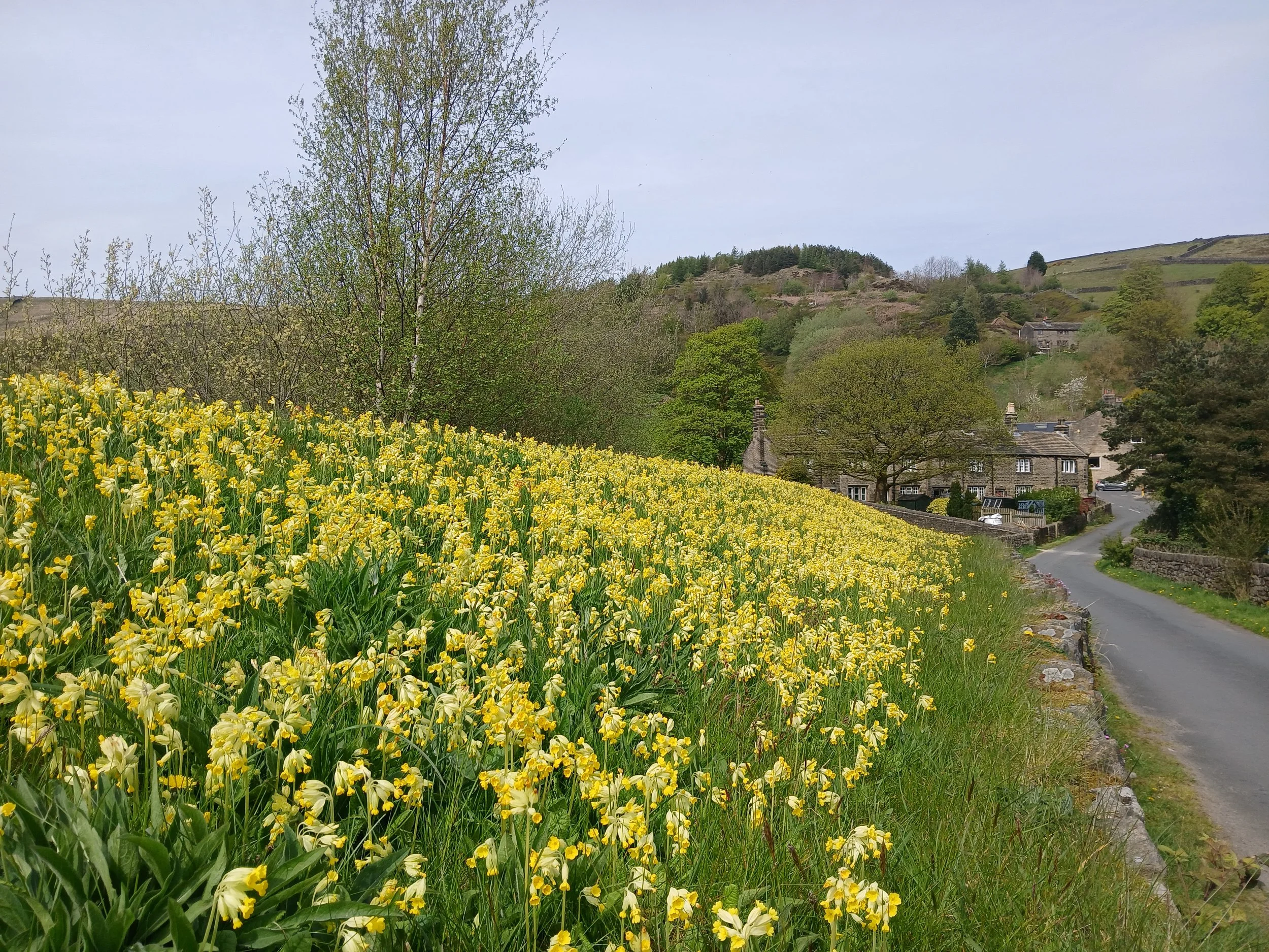 Cowslips at Tunnel End - Hannah Gill