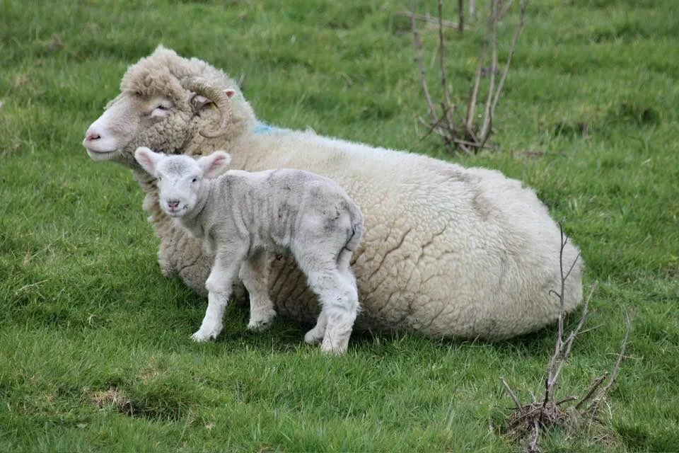Lambing season - Elaine Byram