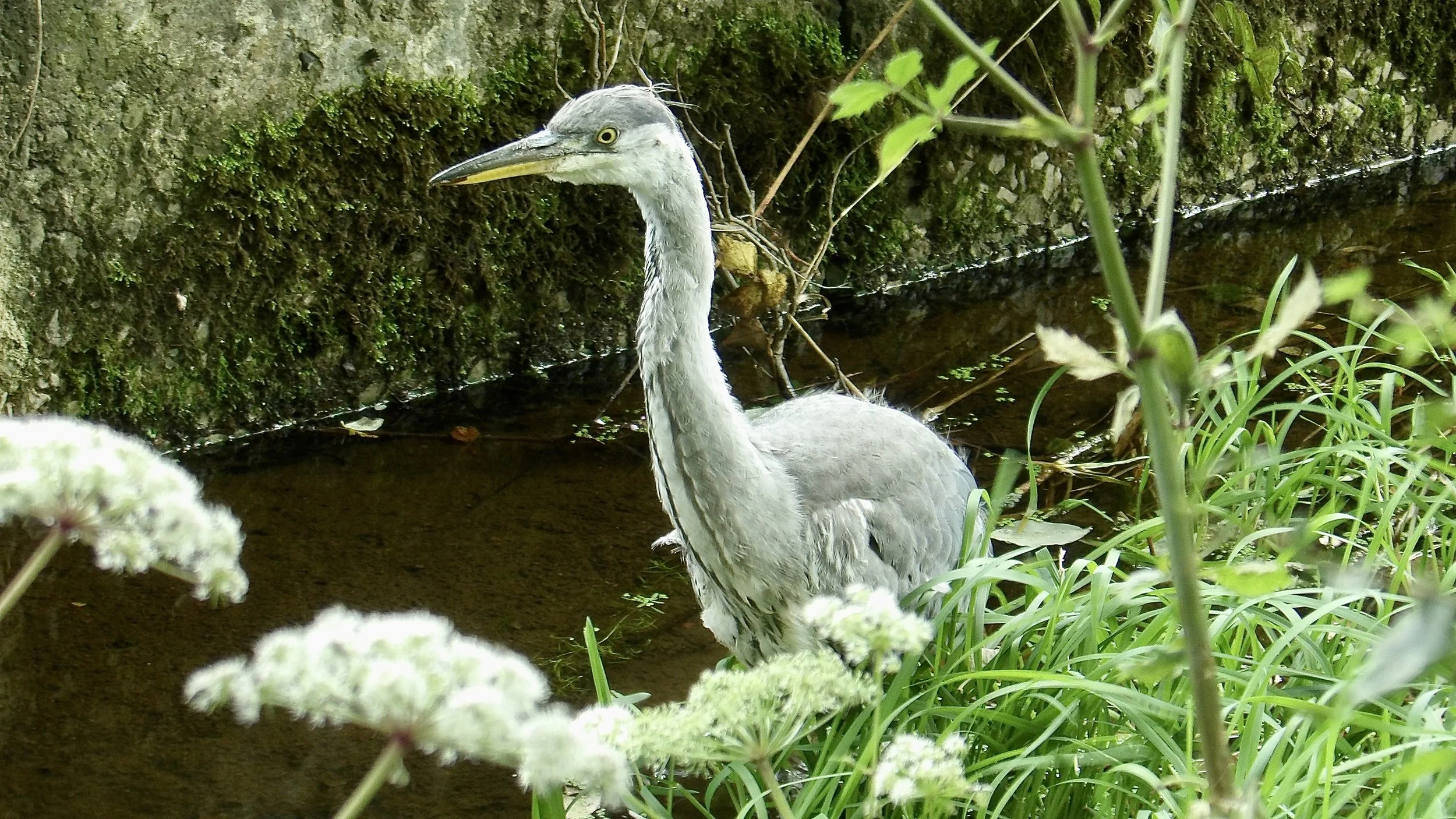 Looking for lunch - Elaine Byram