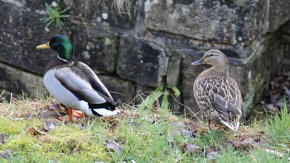 Ducks by the river Colne - Elaine Byram