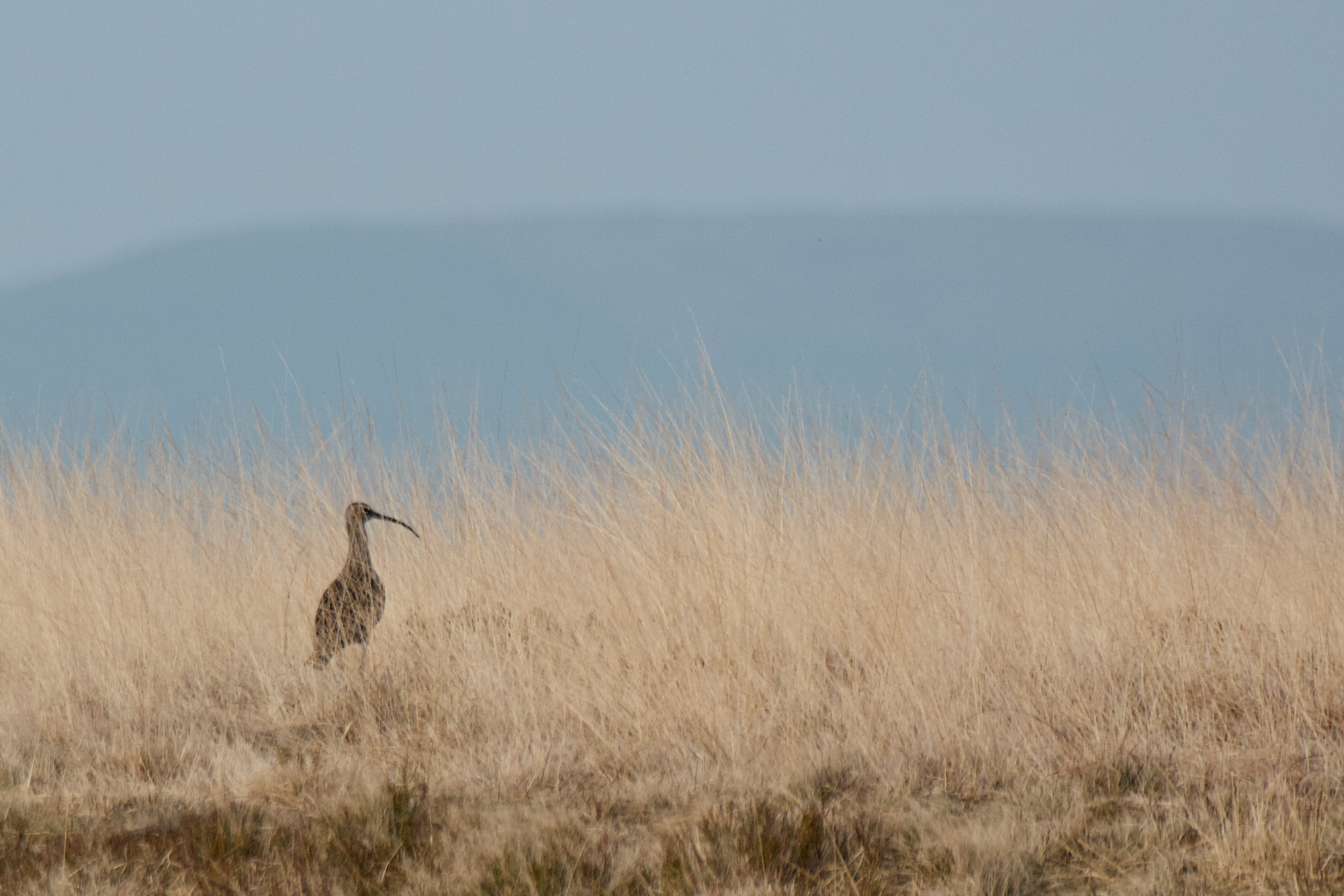 A curlew near Swellands Reservoir - Mark Kelly