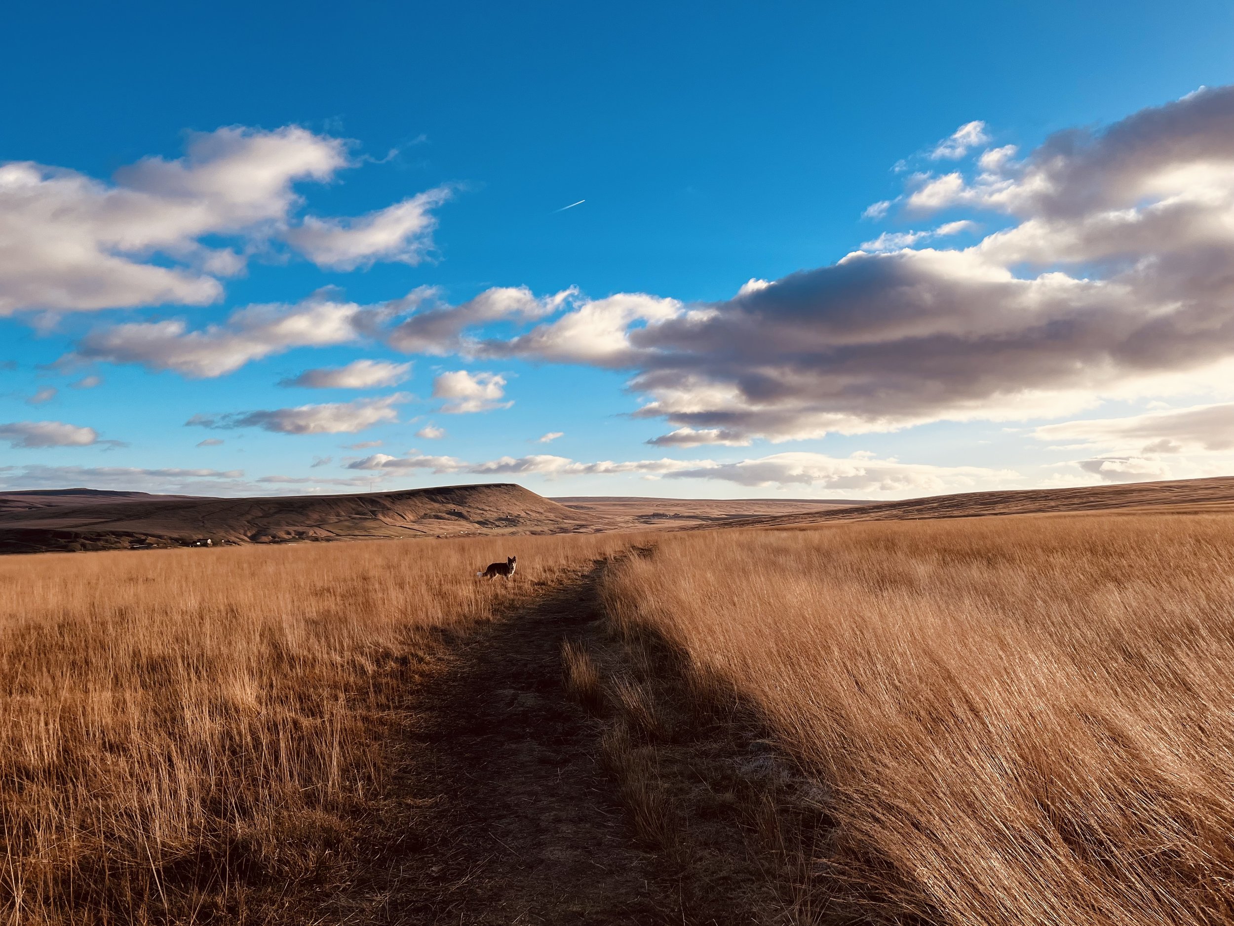 The wildness of the moor - Jane Whitham