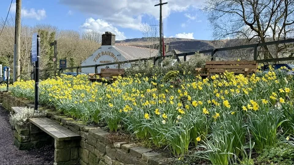 Daffodils planted by volunteers - Elaine Byram