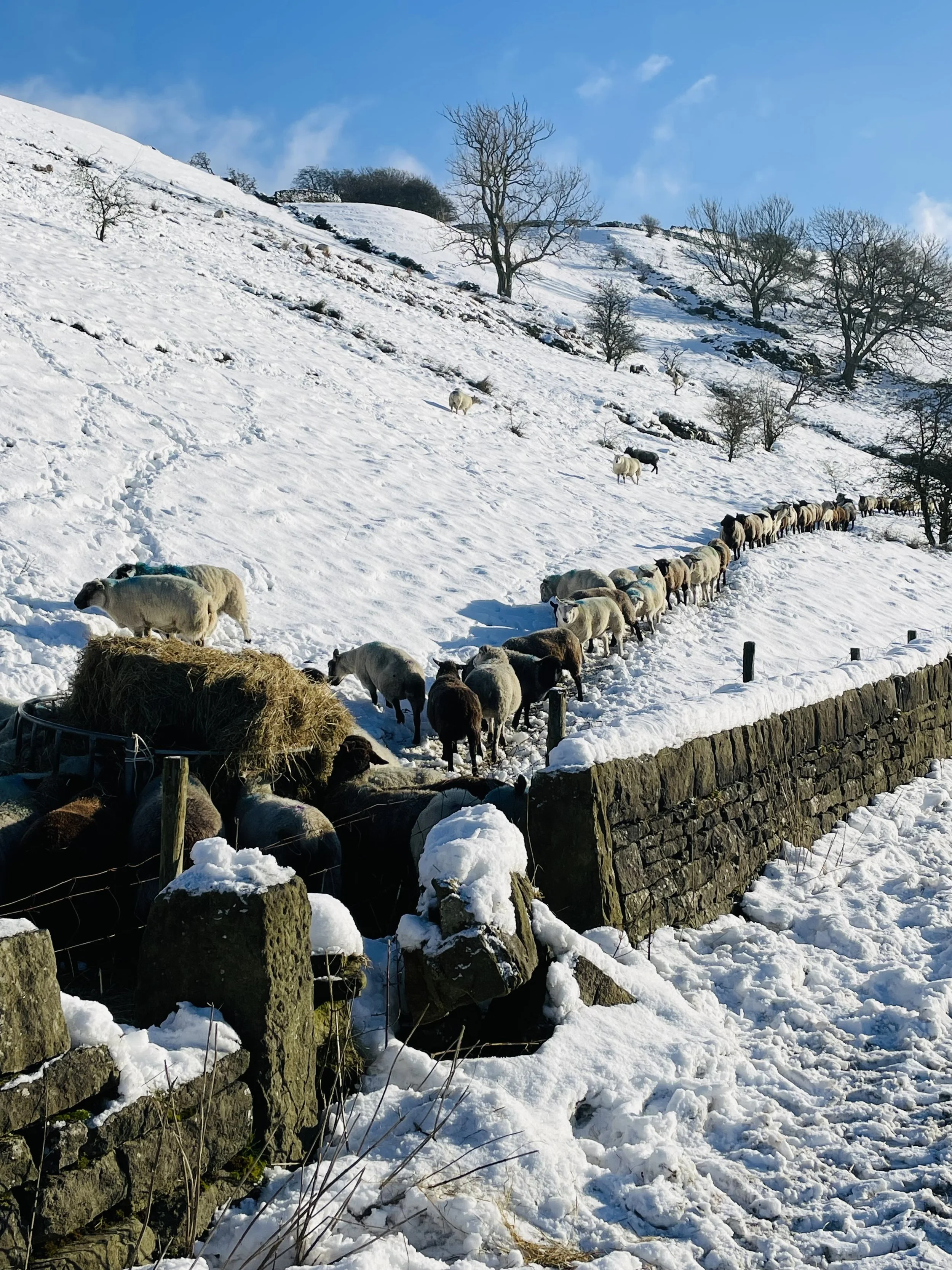 Sheep behaving themselves - Zoe Wood