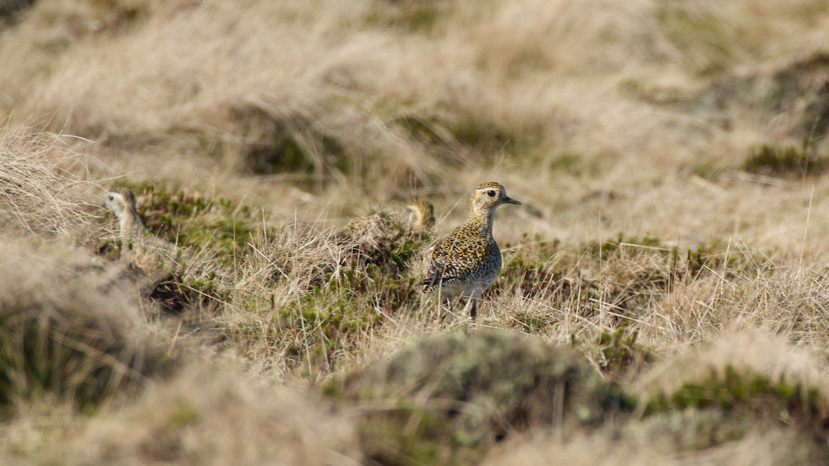 Golden Plovers on Pule Hill - Mark Kelly