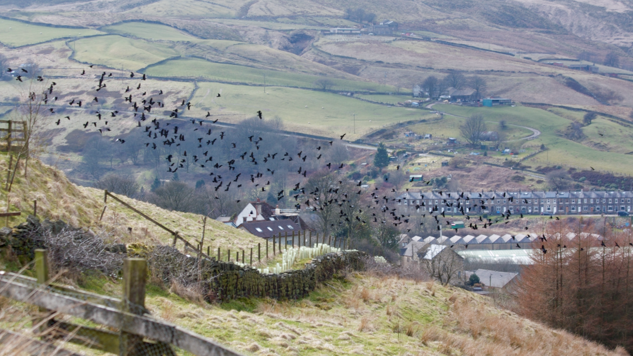 Jackdaws above Marsden - Mark Kelly