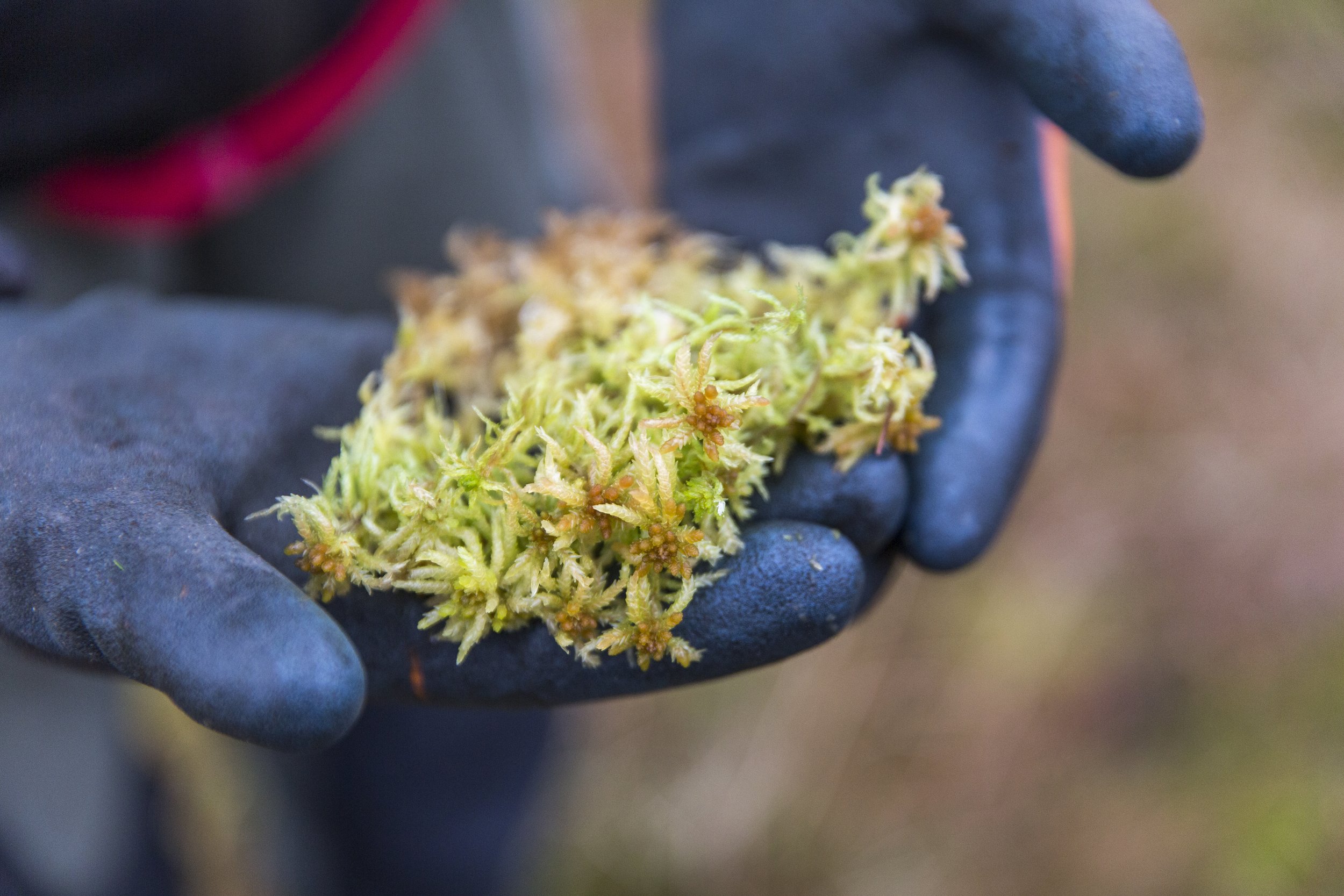 National Trust volunteers replanting sphagnum moss on Marsden Moor in West Yorkshire.