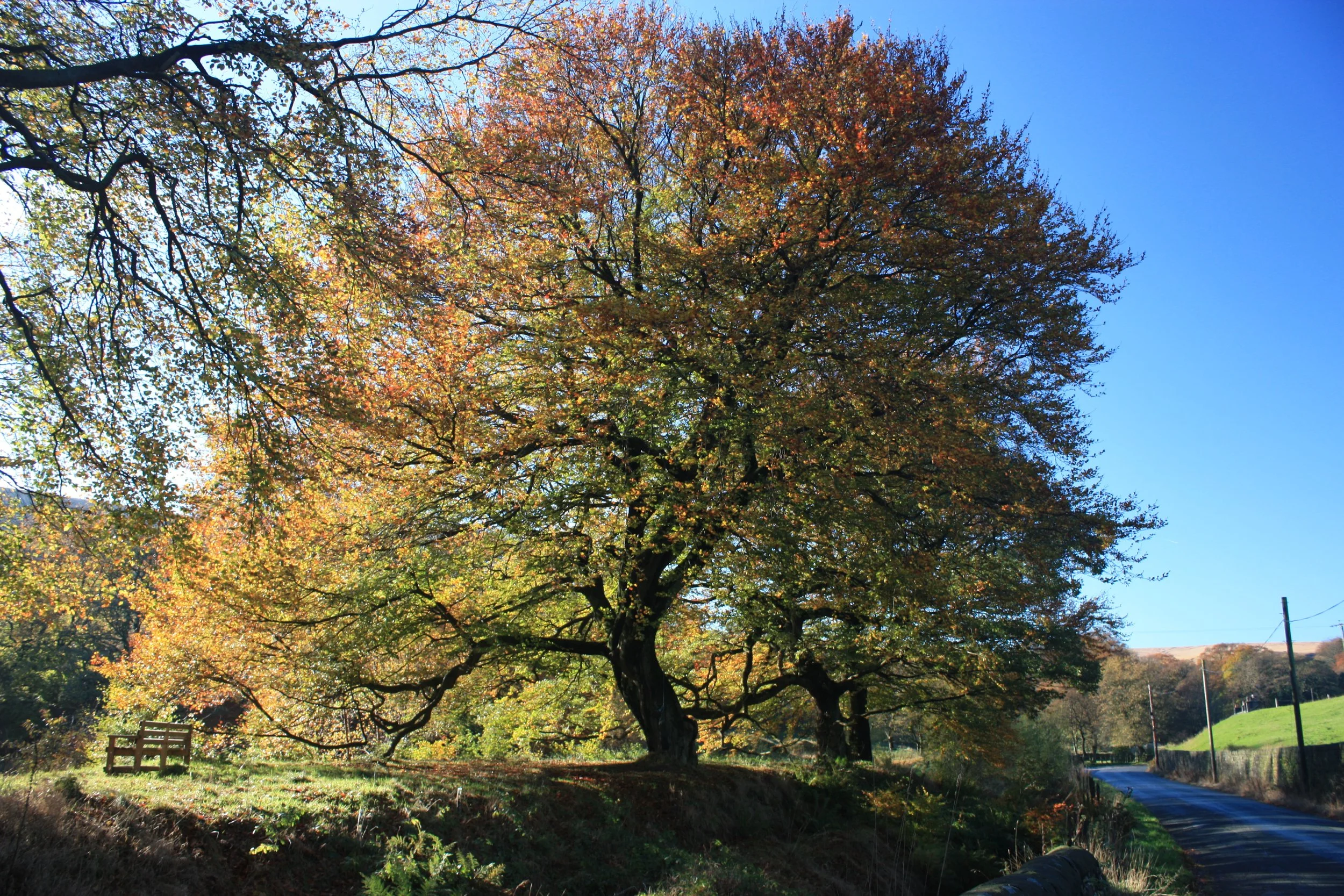 A host of wonderful trees - Duncan Gill