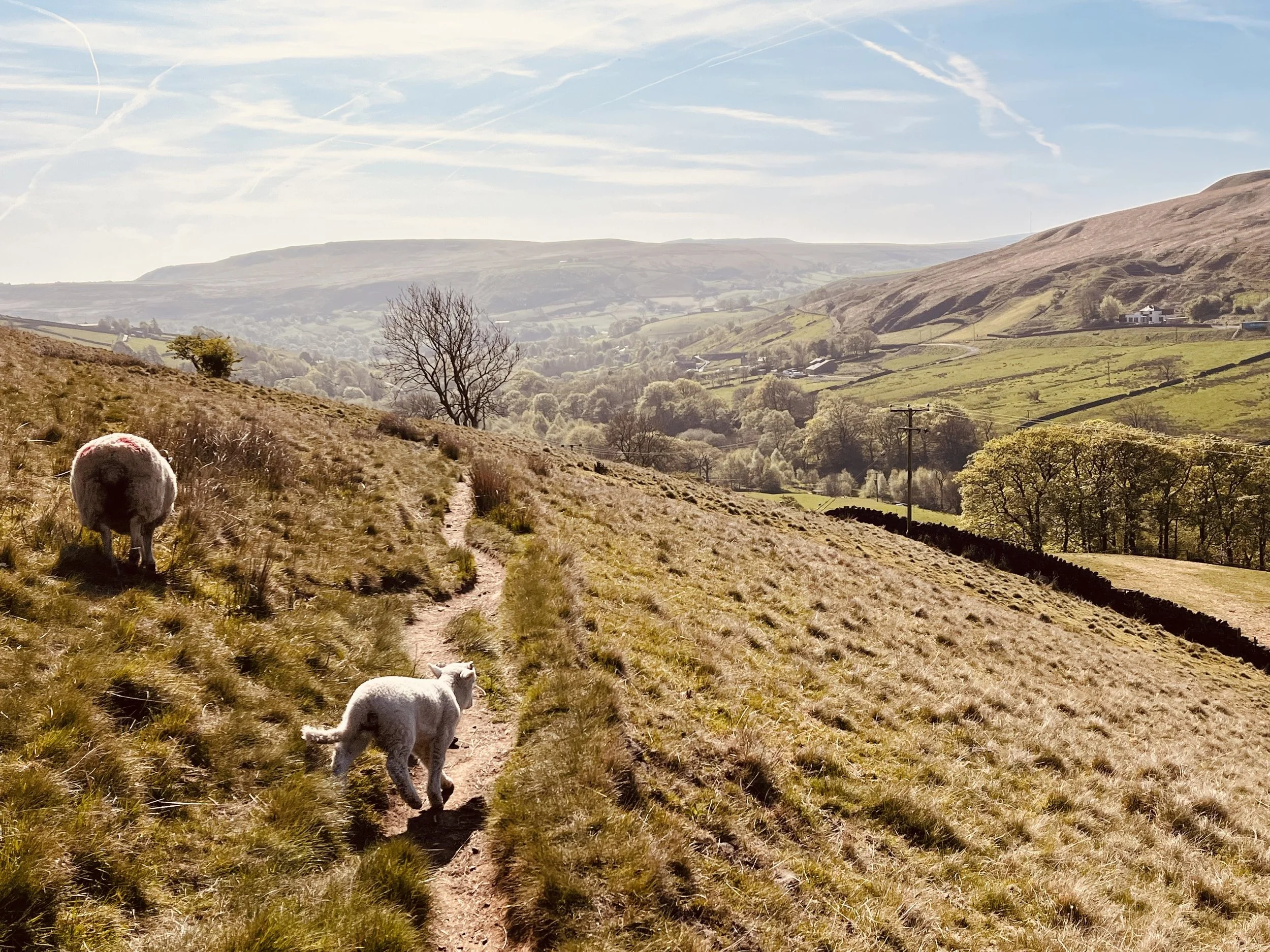Lamb in tow - Jane Whitham