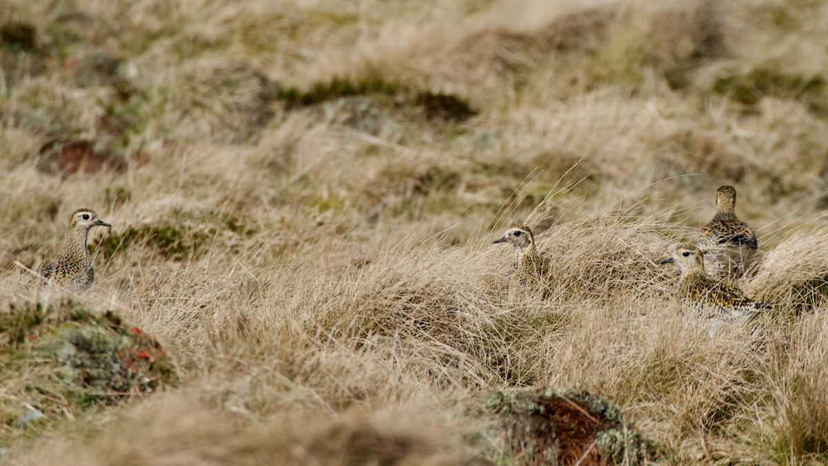 Golden Plovers - Mark Kelly
