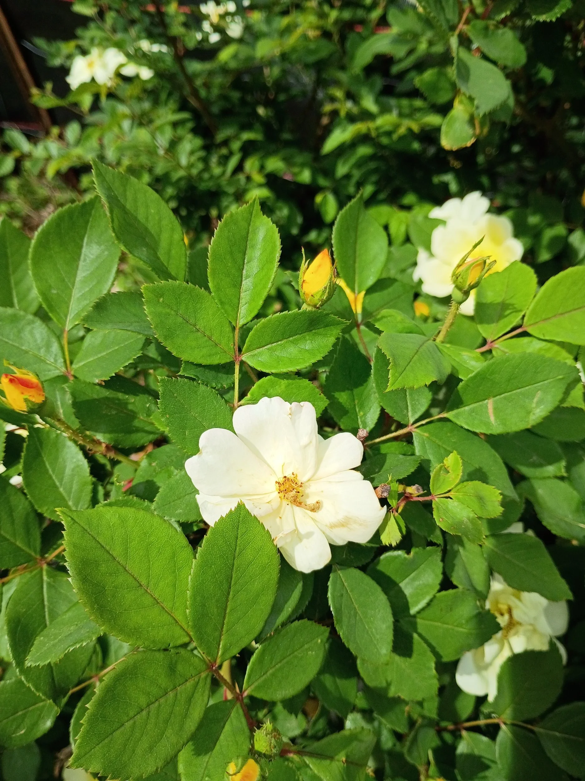 I love nature 