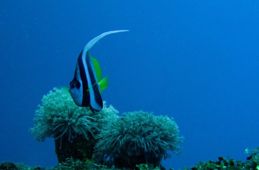 8 dive - Kiyozumi Maru-14.JPG