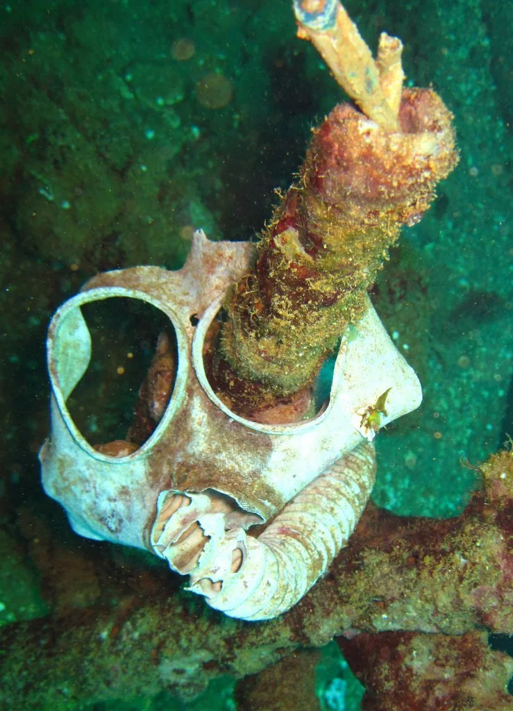 5 dive fujikawa maru-32.JPG