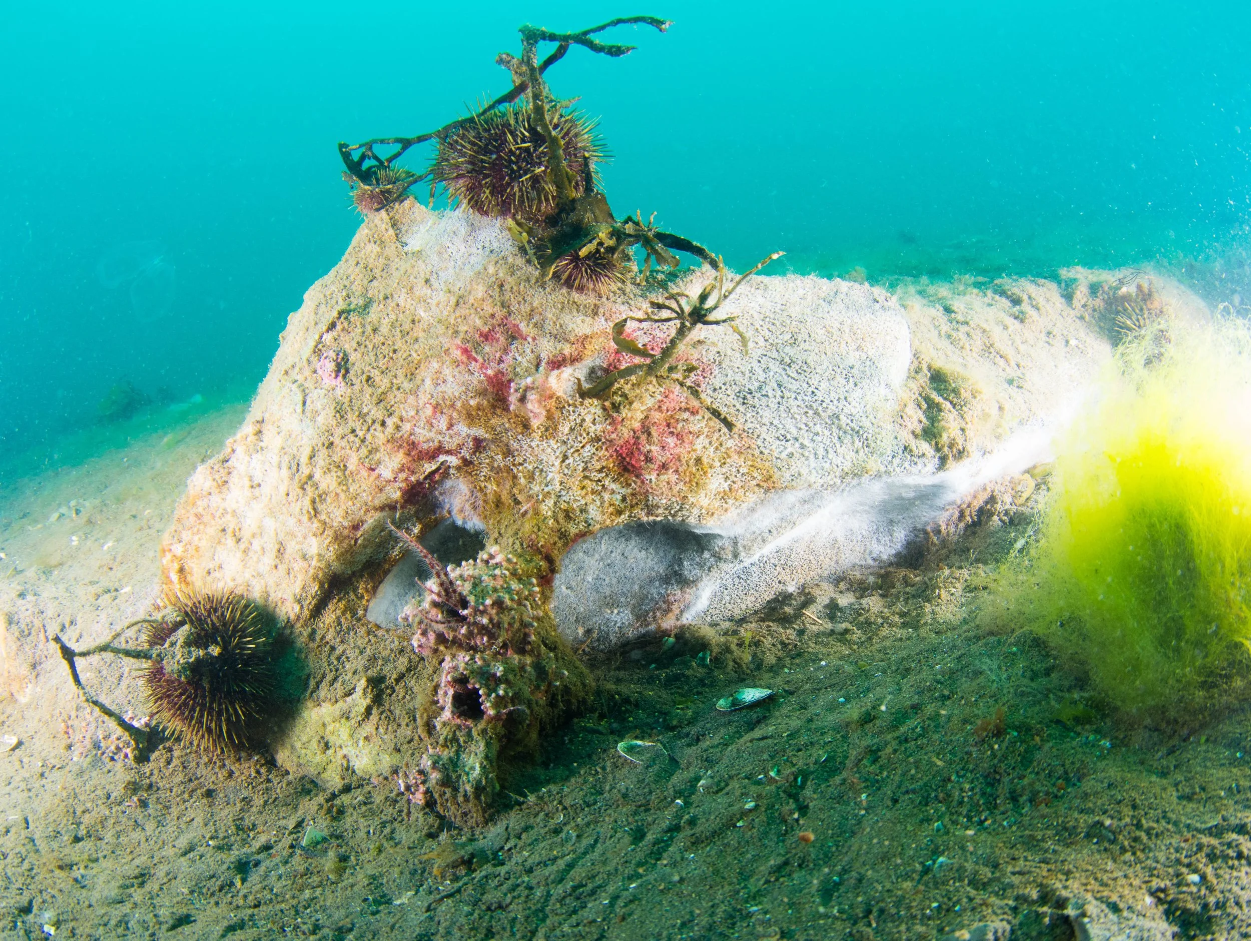 martin kraus-2140.jpg