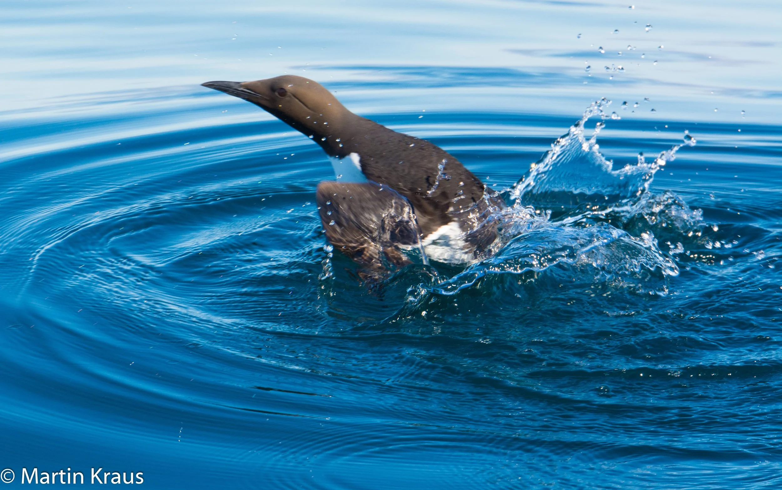 martin kraus-3482.jpg