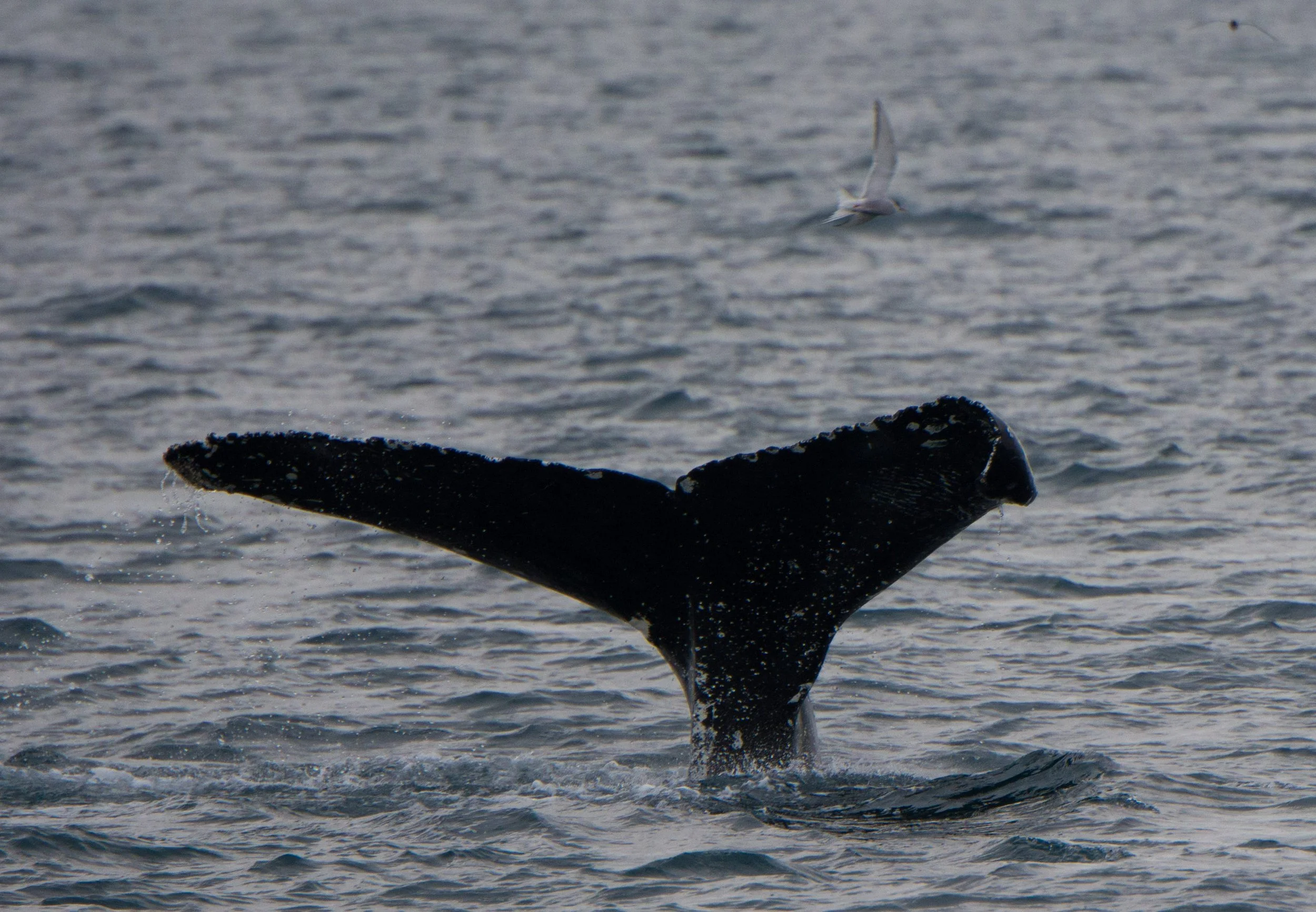 martin kraus-3784.jpg