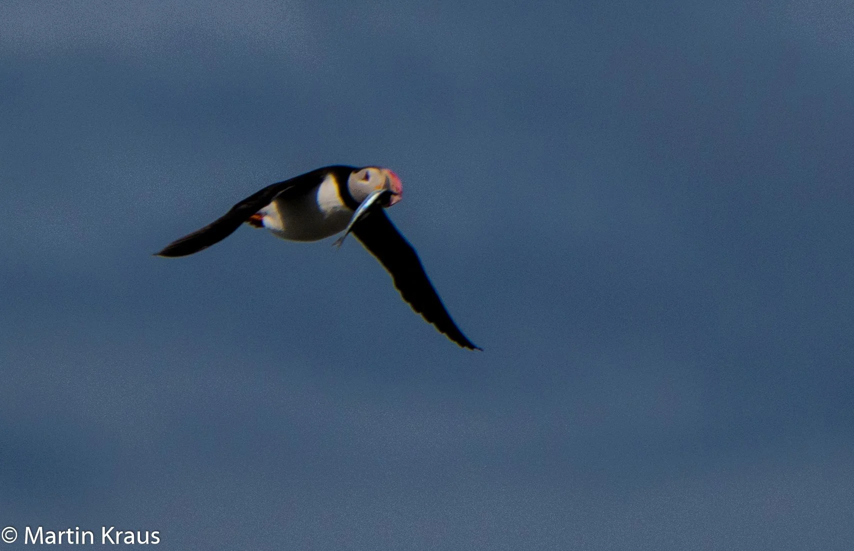 martin kraus-4231.jpg