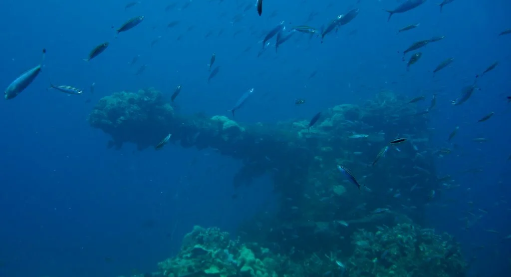 5 dive fujikawa maru-42.JPG