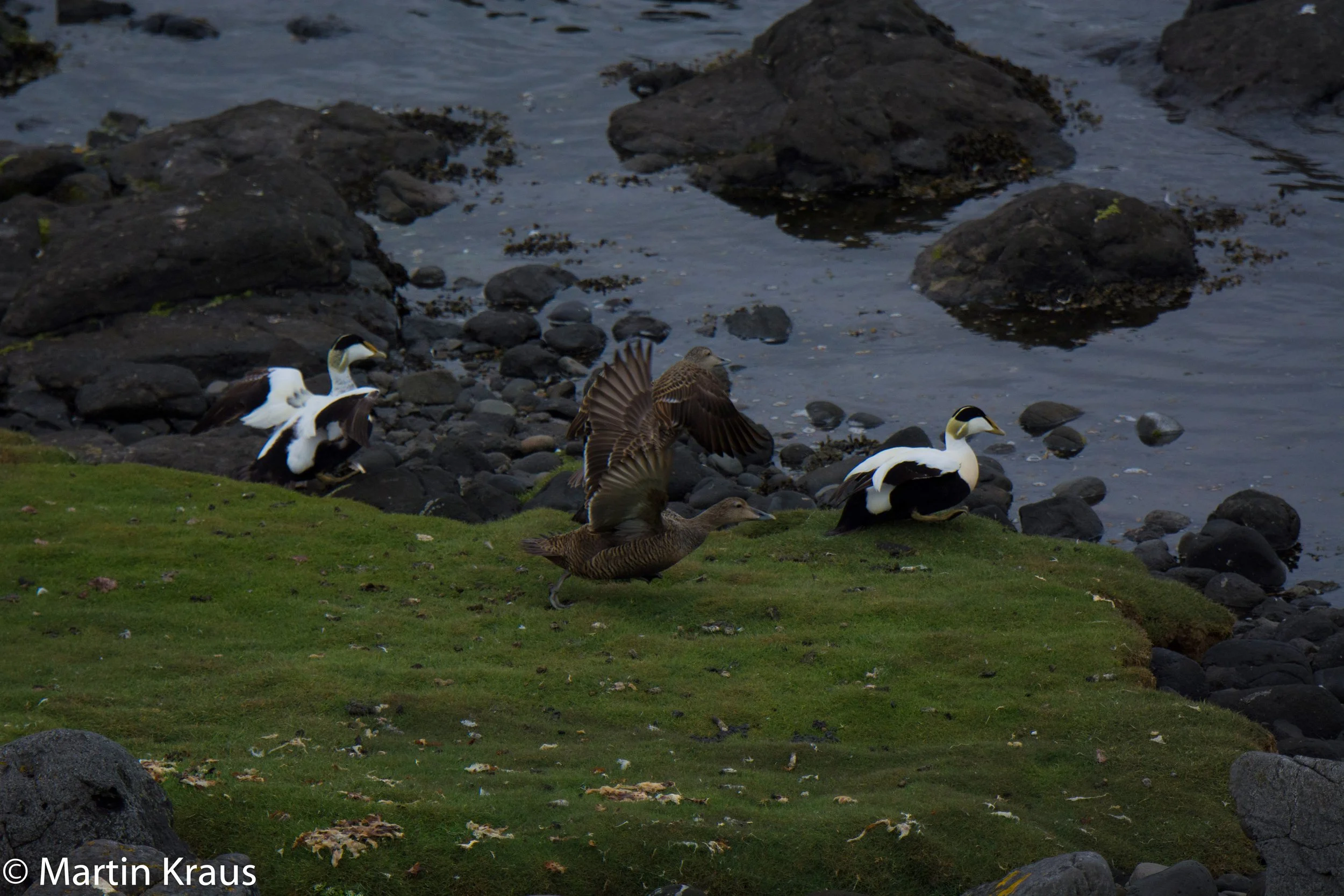 martin kraus-3981.jpg