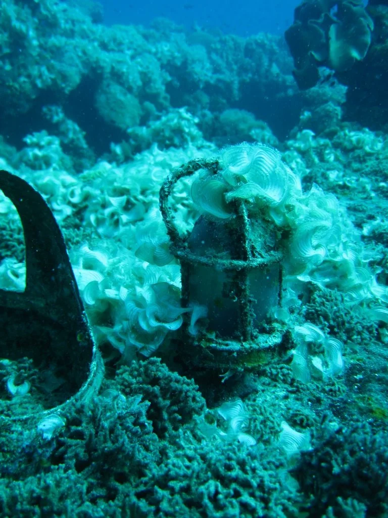 4 dive - yamagiri maru-19.JPG