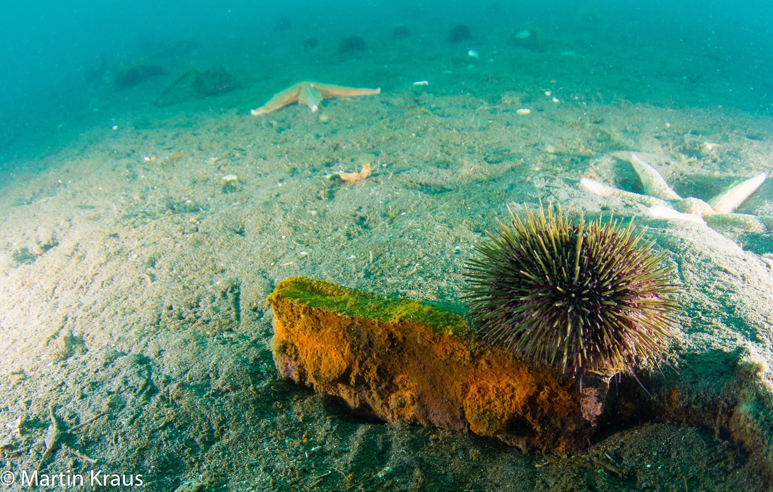 martin kraus-2128.jpg