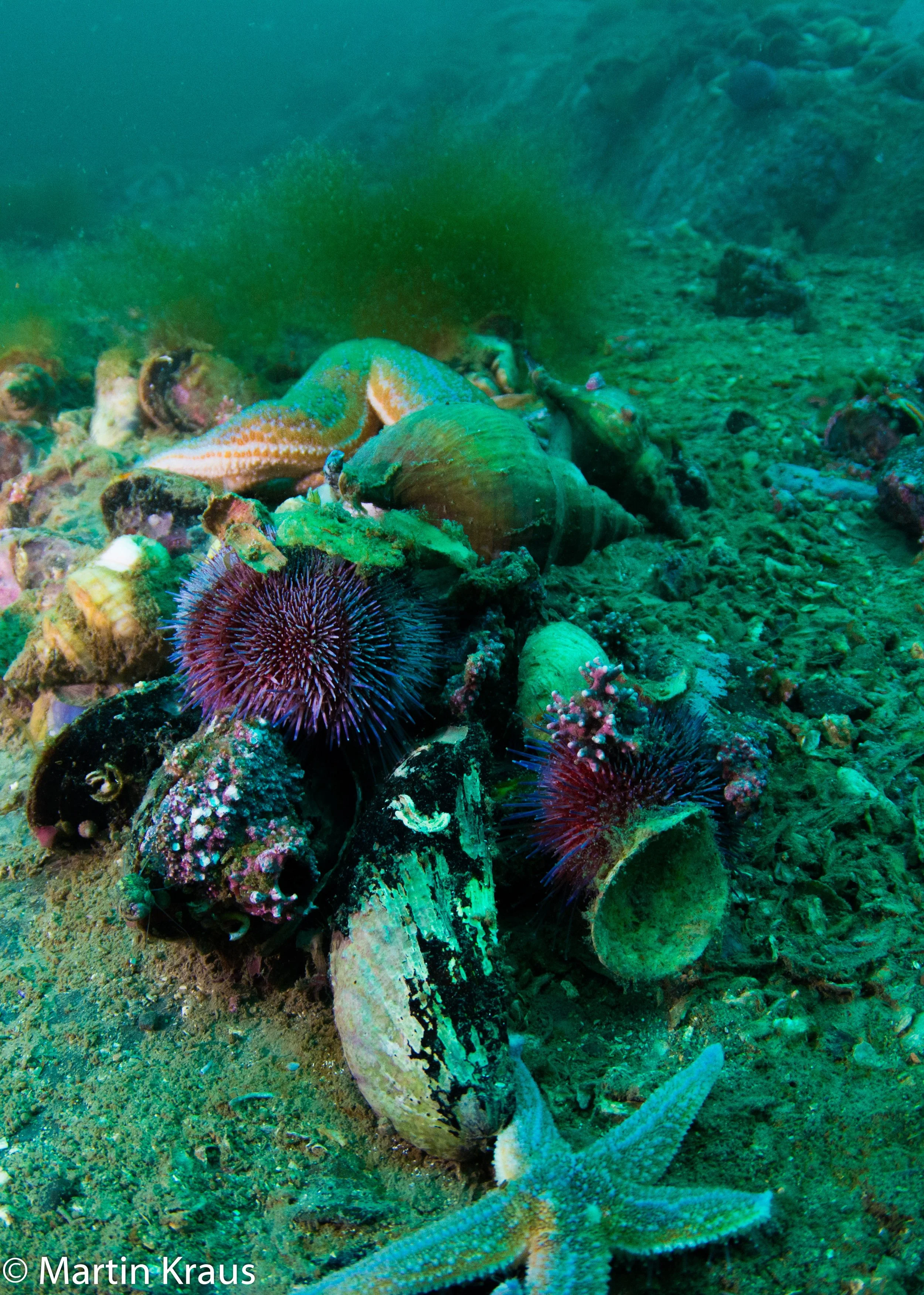 martin kraus-2211.jpg