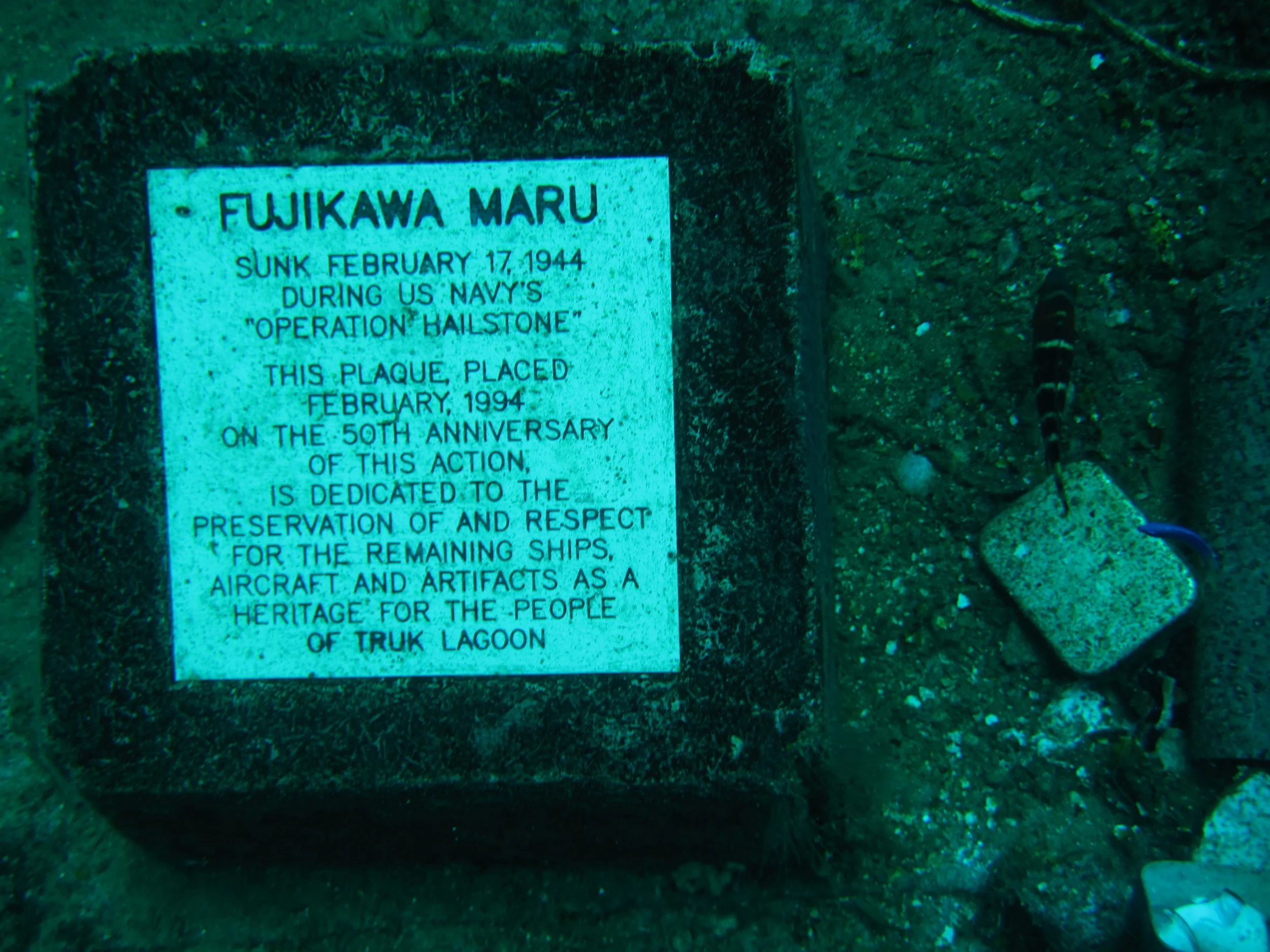 5 dive fujikawa maru-13.JPG