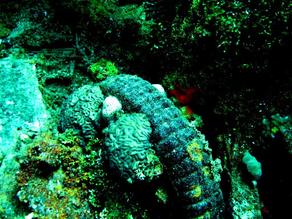 1 dive - sankisan maru - -16.JPG