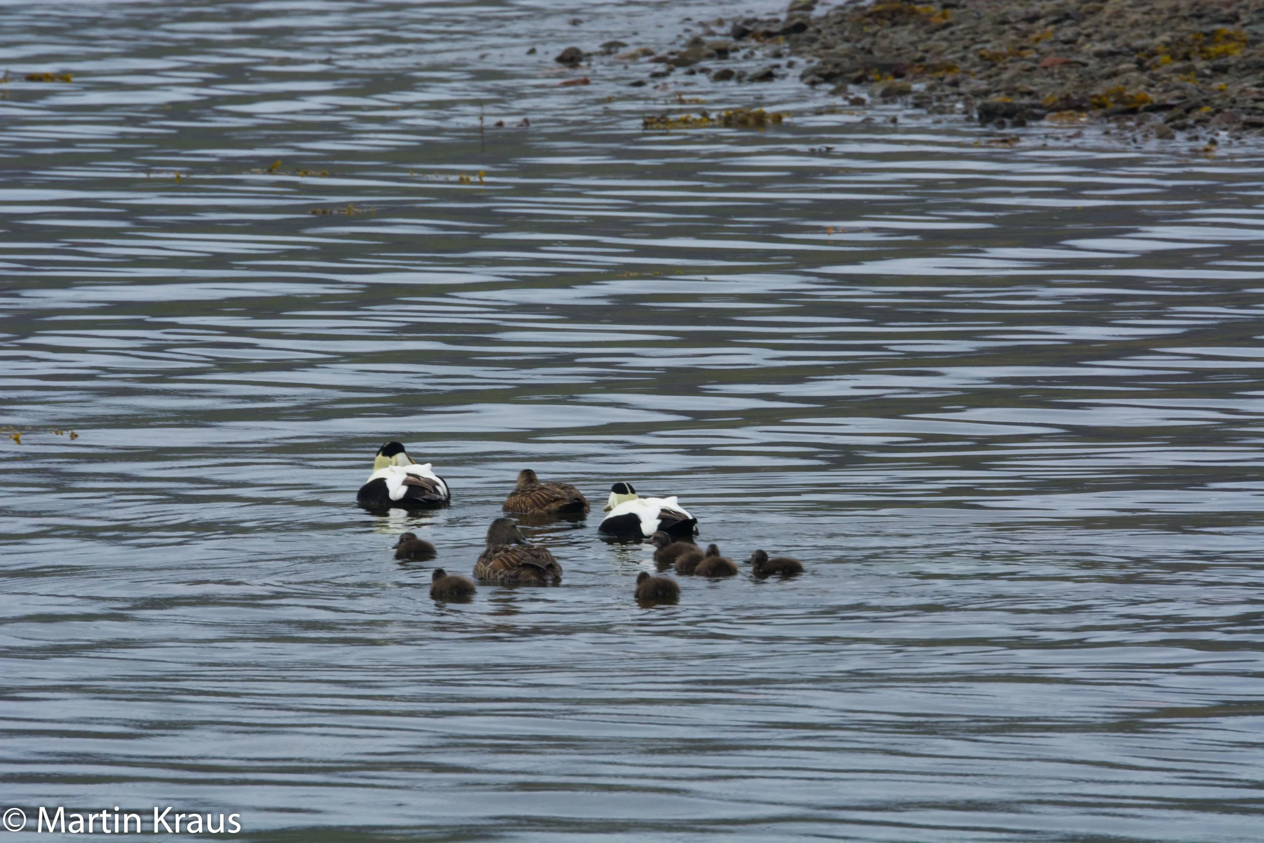 martin kraus-3696.jpg