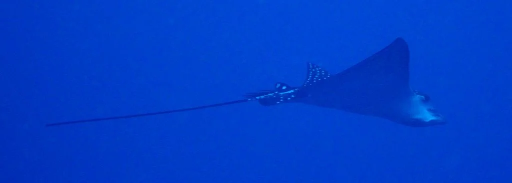 12 dive Nippo Maru-26.JPG