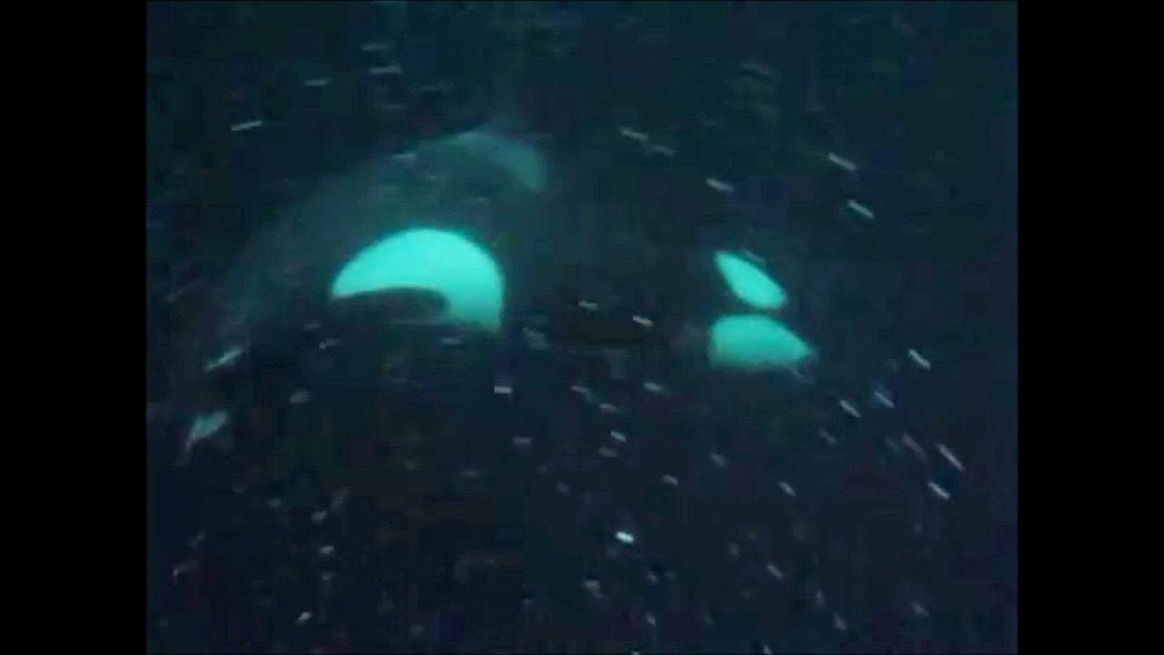 orvas and humpbacks in Tromso