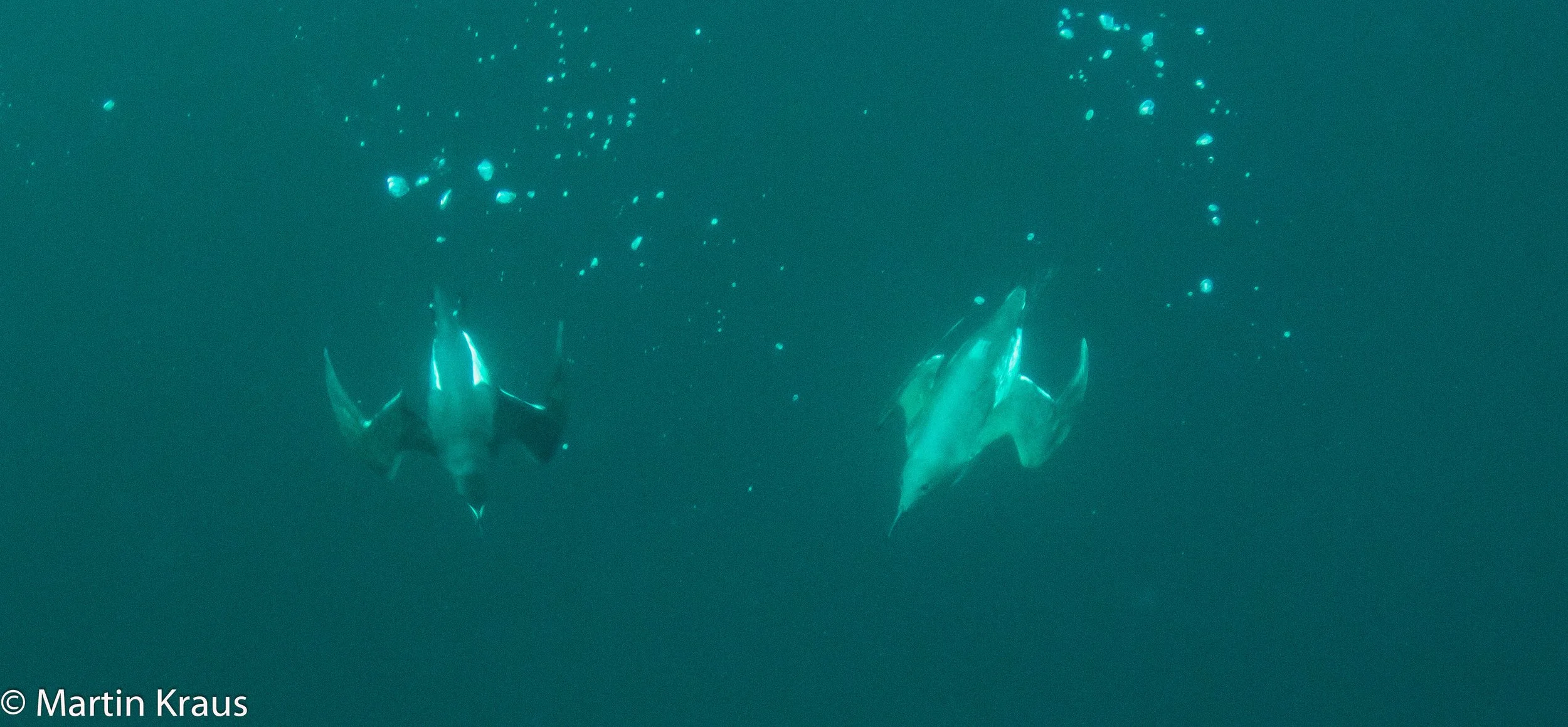 martin kraus-1903.jpg