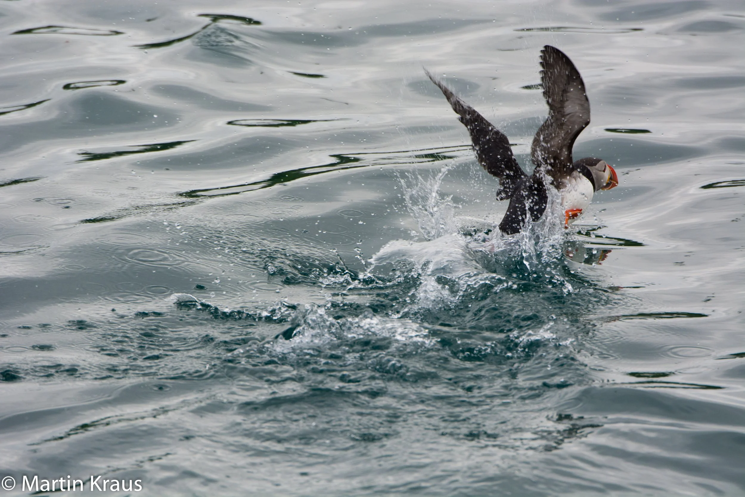 martin kraus-3849.jpg