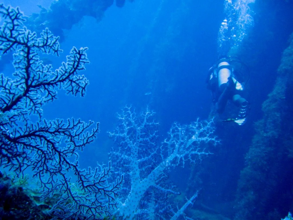 18 dive - momokawa maru-18.JPG