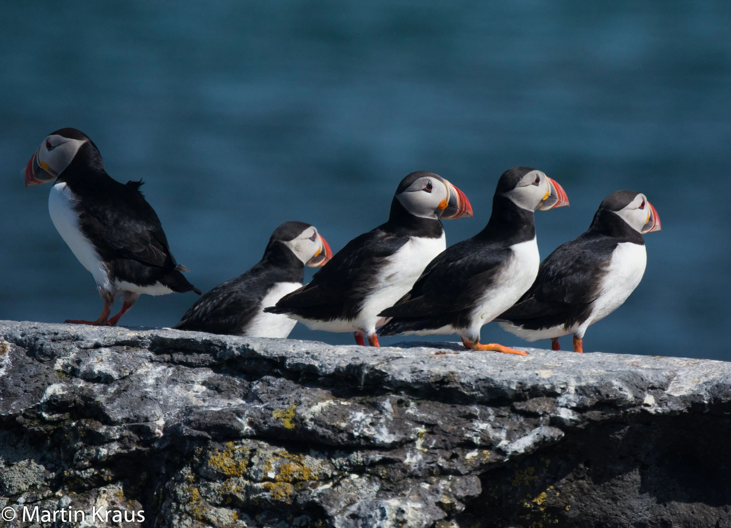 martin kraus-4161.jpg