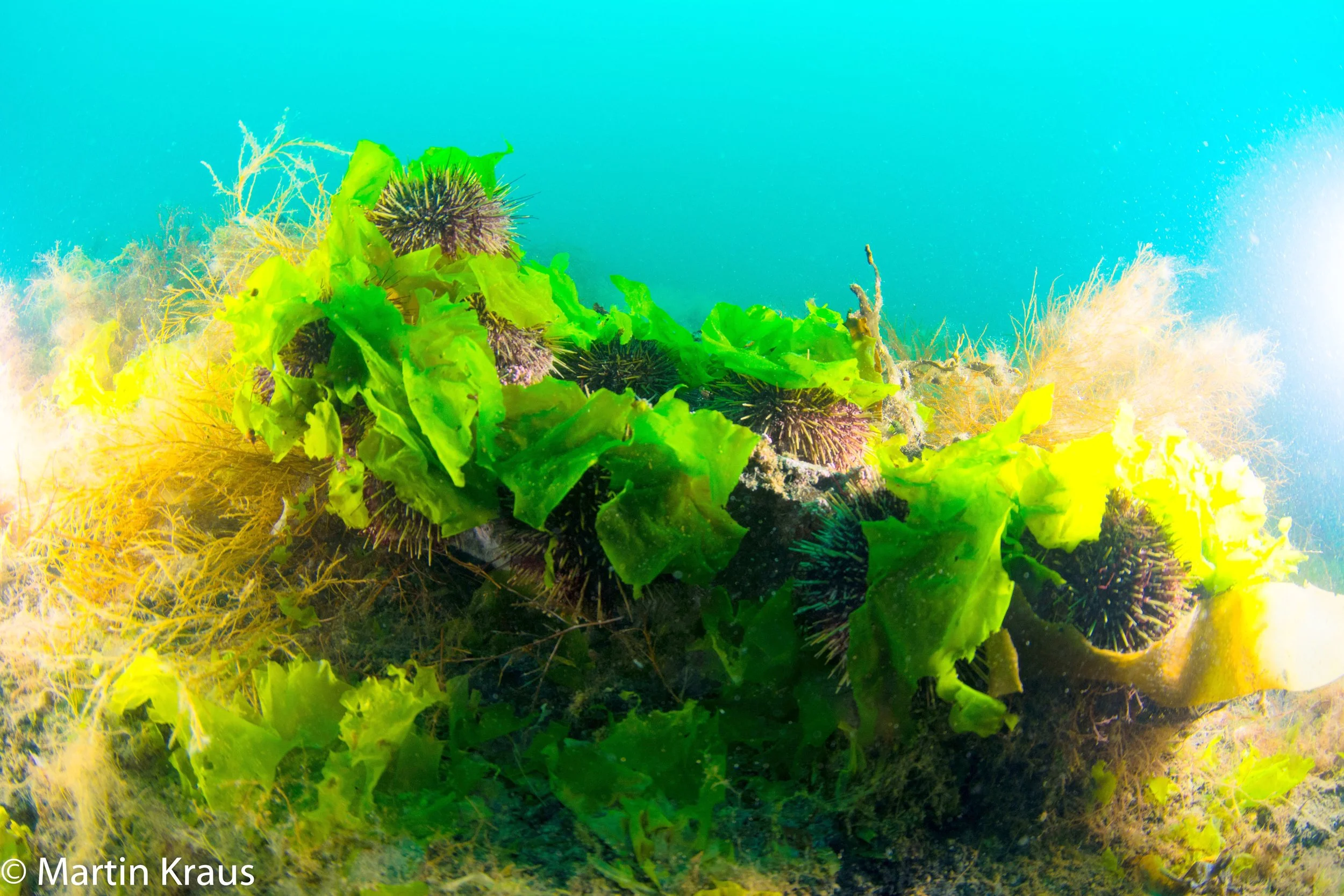 martin kraus-2168.jpg