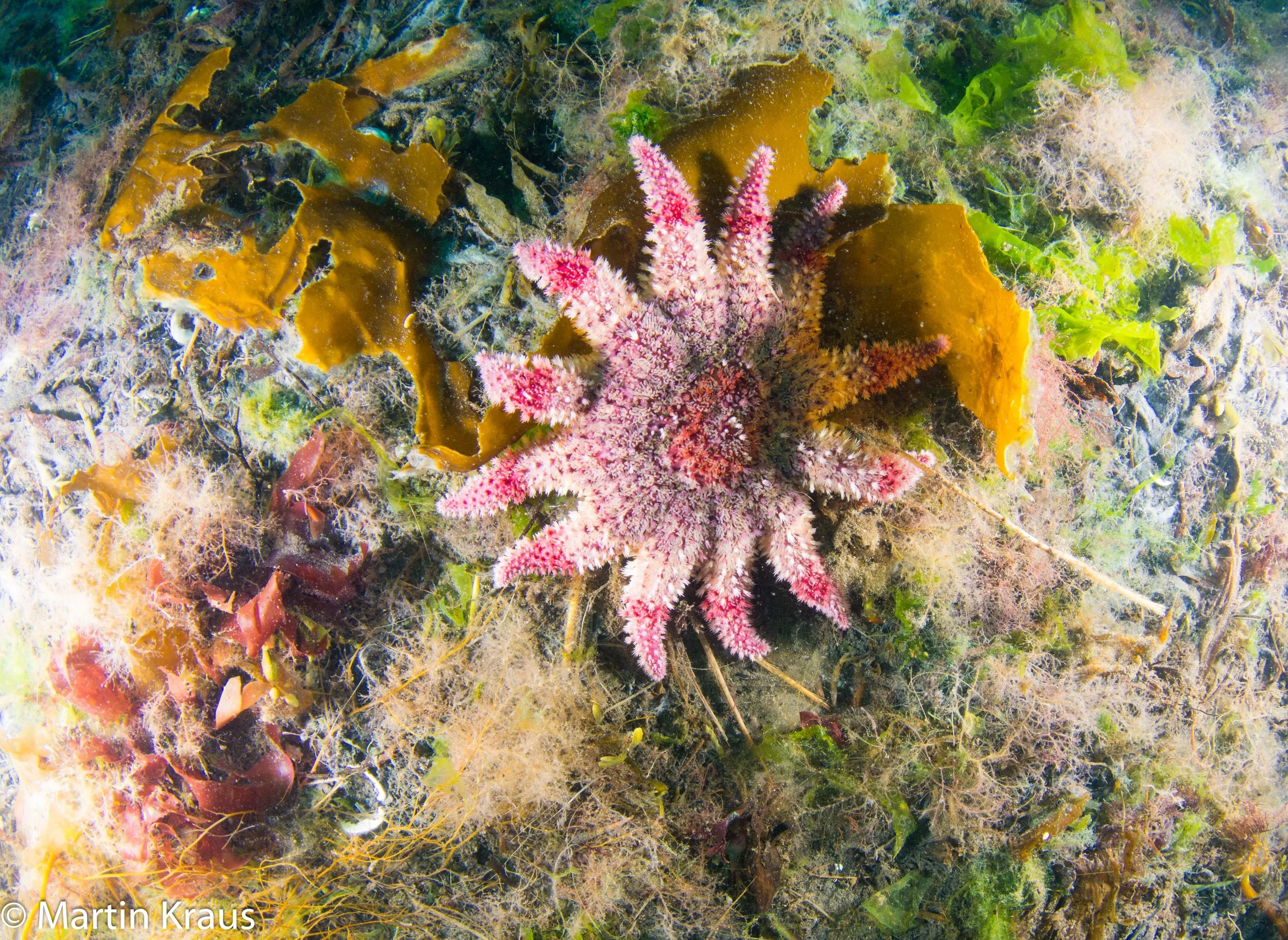 martin kraus-2097.jpg