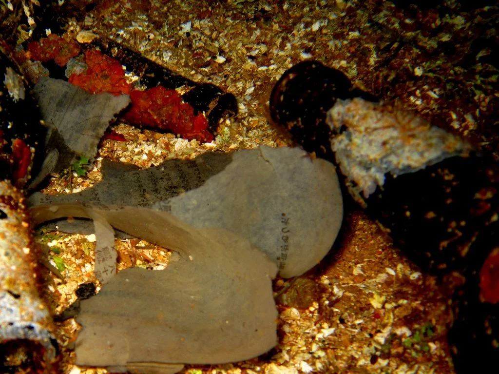 8 dive - Kiyozumi Maru-7.JPG