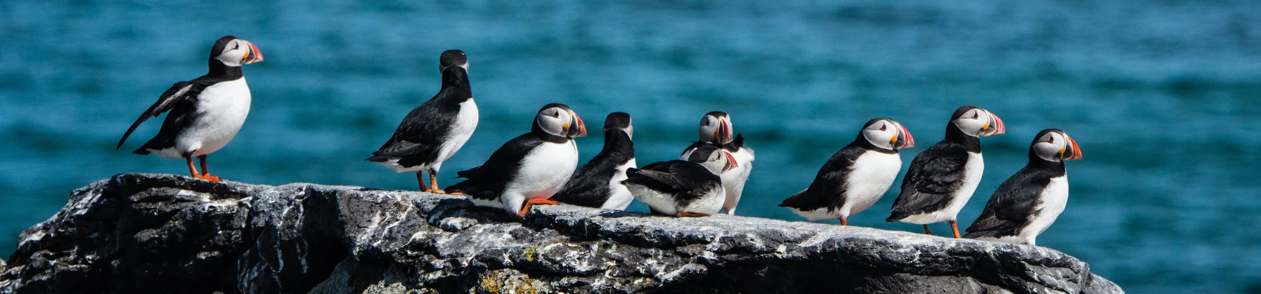 Westfjords of Iceland