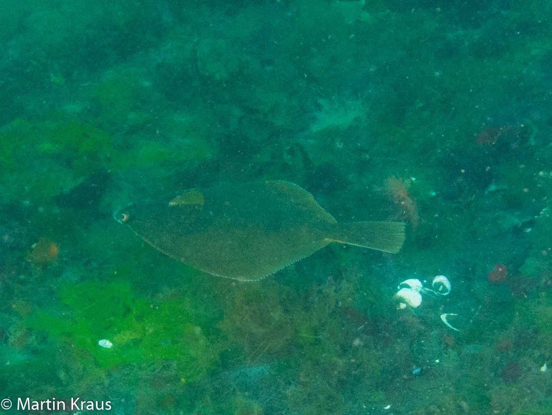 martin kraus-2171.jpg