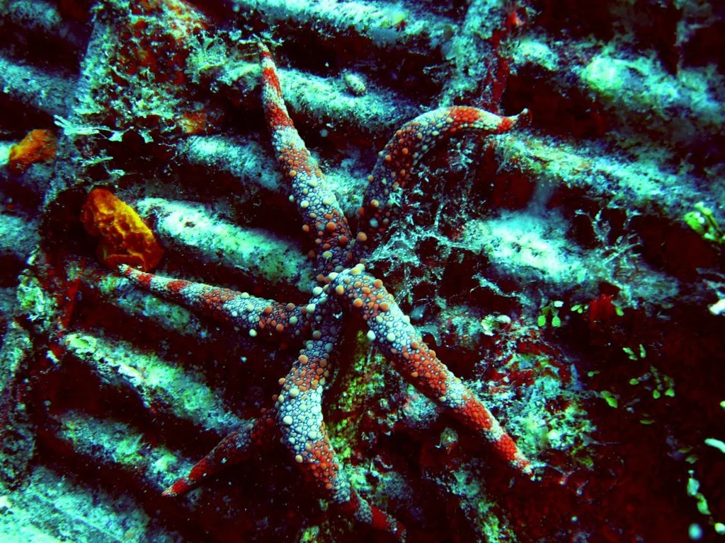 2 dive - Emily Flying Boat-19.JPG