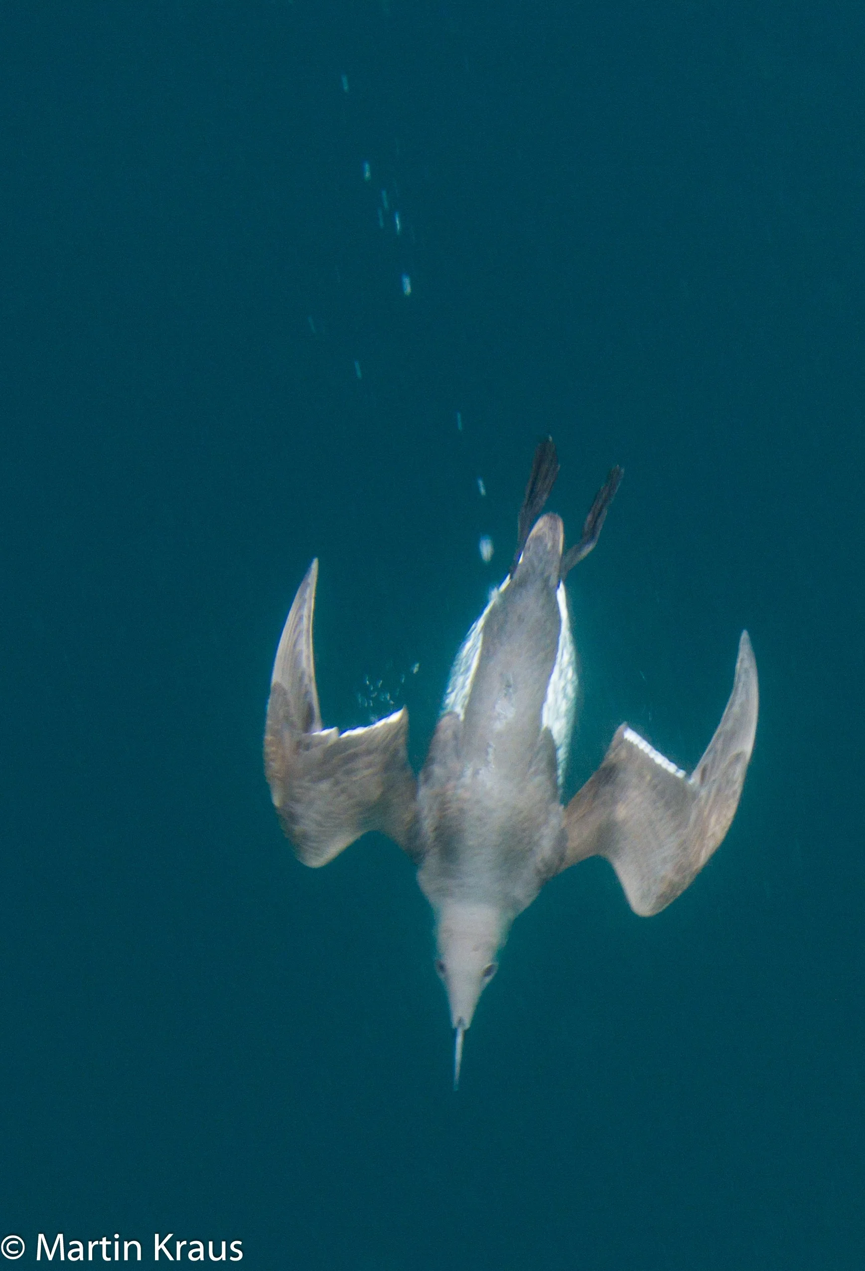 martin kraus-1878.jpg