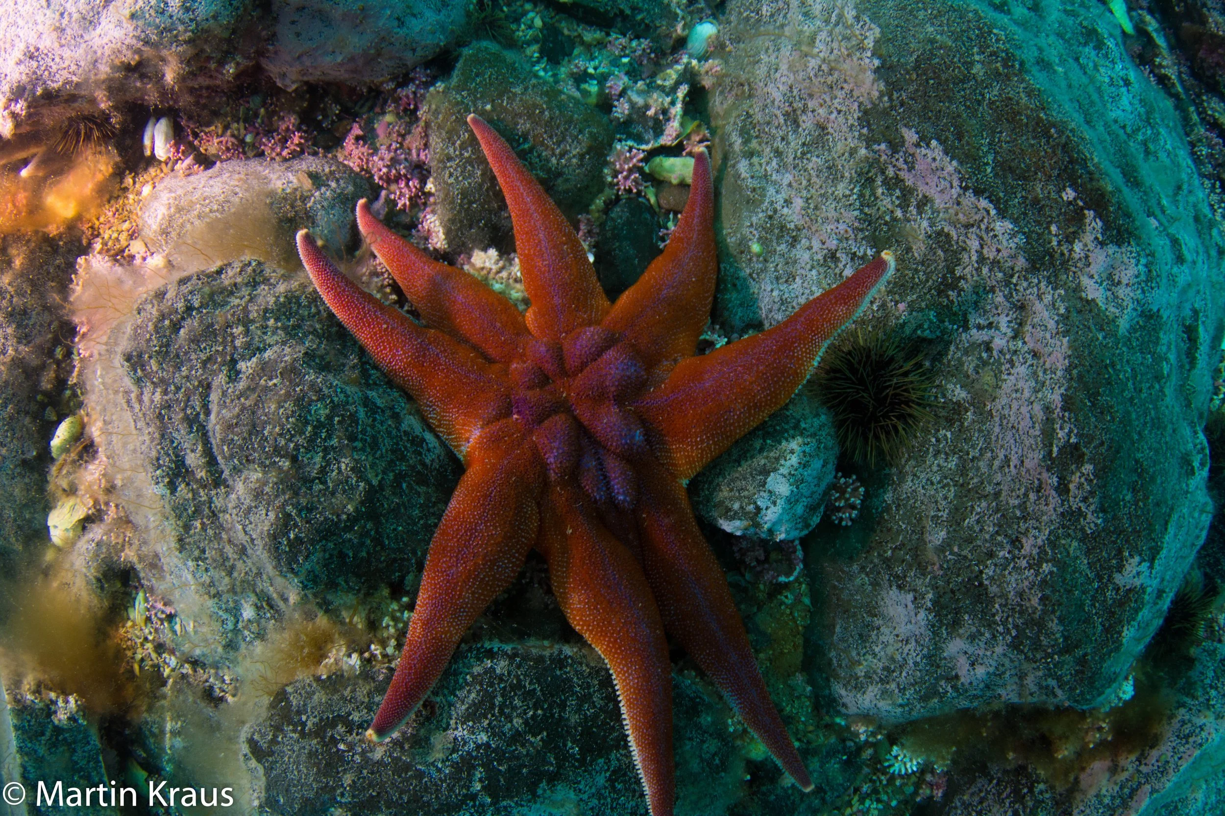 martin kraus-2248.jpg