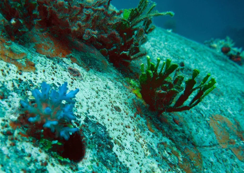 2 dive - Emily Flying Boat-47.JPG