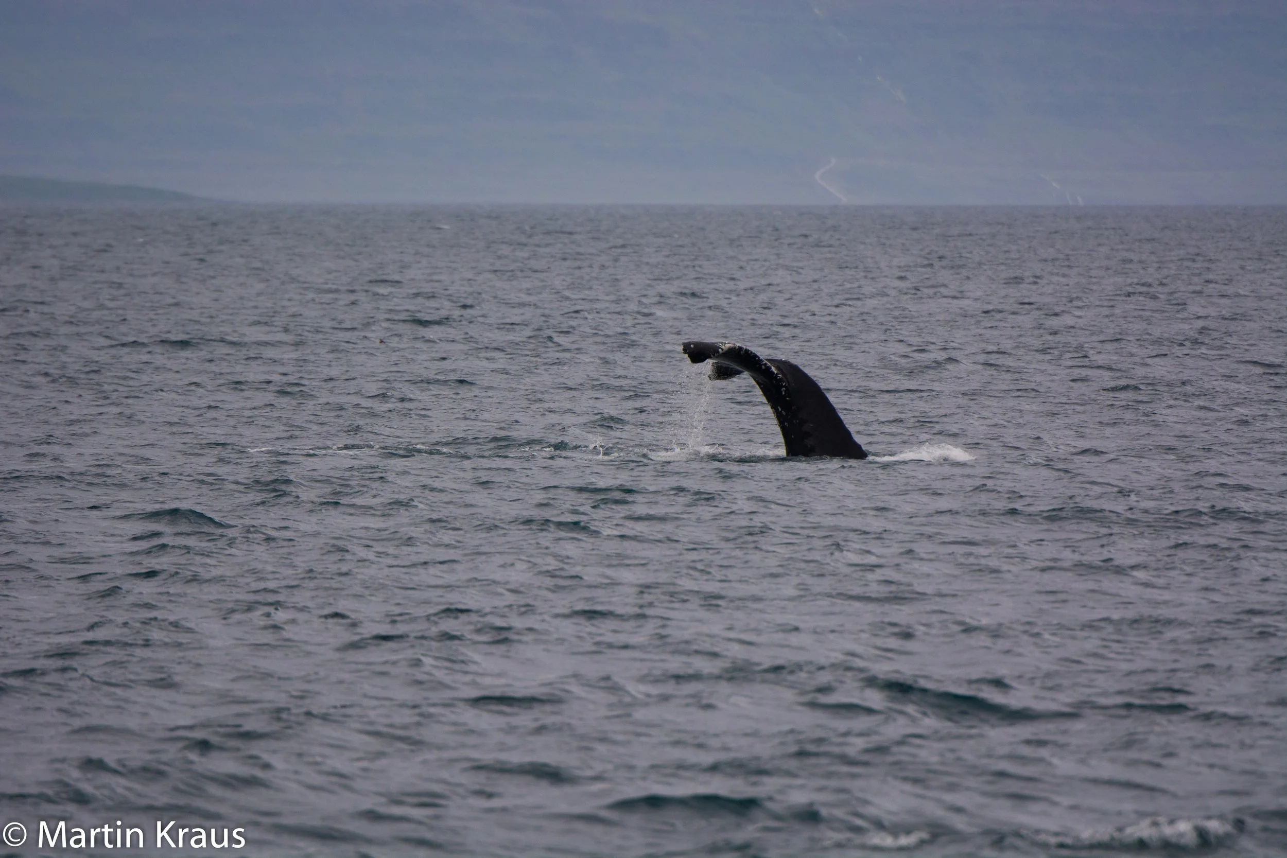 martin kraus-3723.jpg